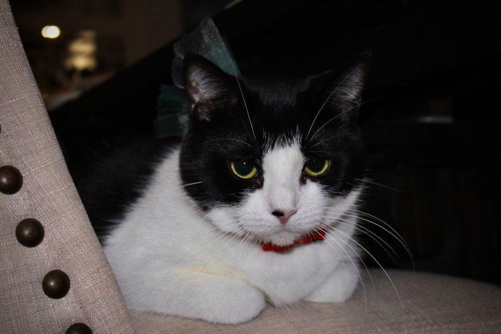 Phyllis, Adoptable, Senior Female Domestic Short Hair.