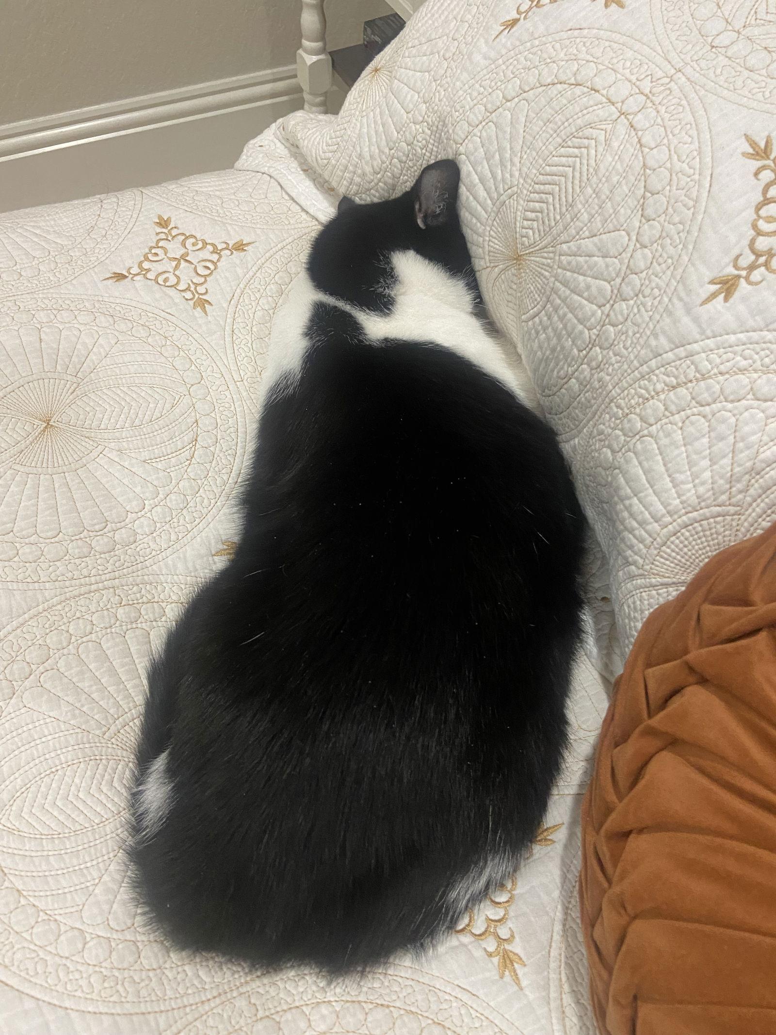 Phyllis, a Adoptable Domestic Short Hair in Naples, FL image 2/3