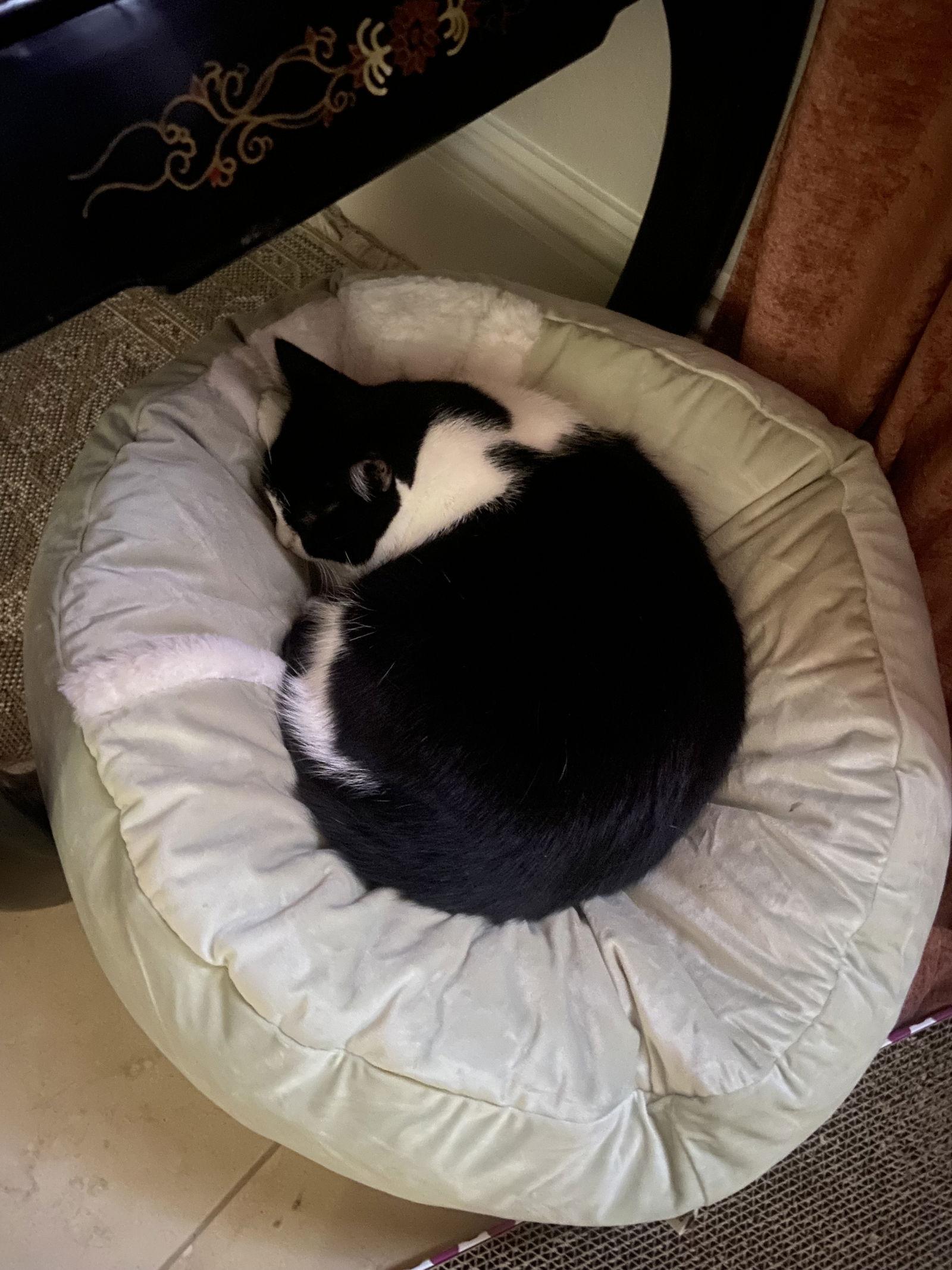 Phyllis, a Adoptable Domestic Short Hair in Naples, FL image 3/3