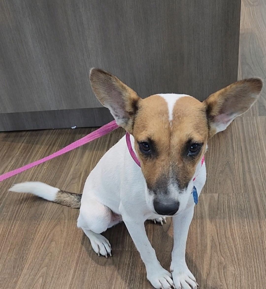 Enlarge Nina, a Adoptable mixed breed in Hughesville, MD image 1/1