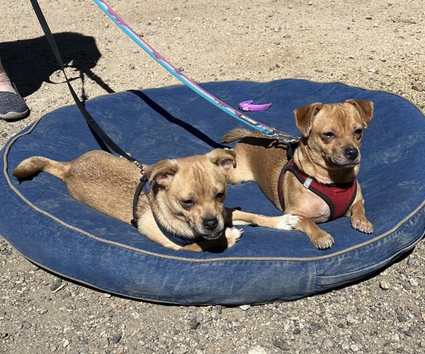 Biscuit and Brisket