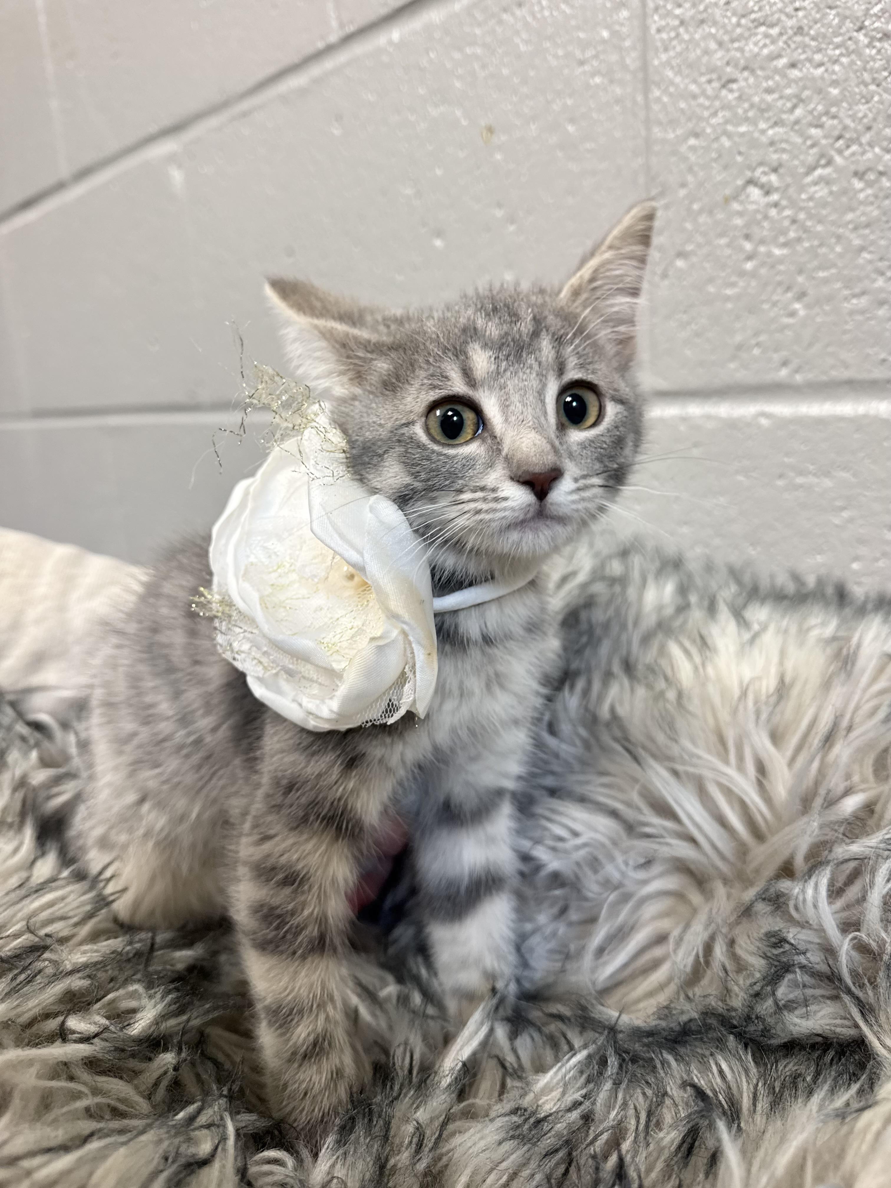 Snuggly Brooklyn, a ADOPTABLE mixed breed in West Hartford , CT image 2/4