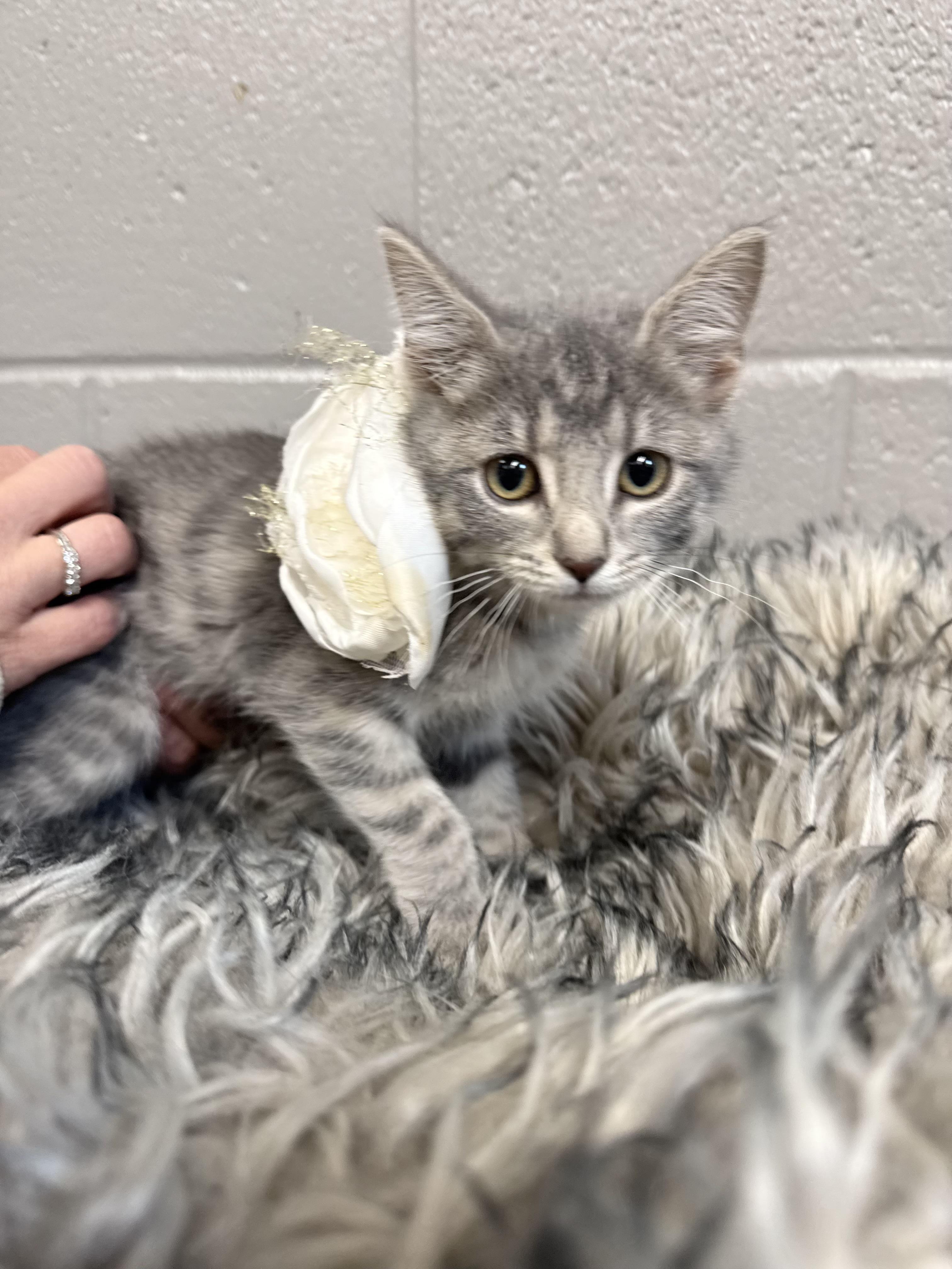 Snuggly Brooklyn, a ADOPTABLE mixed breed in West Hartford , CT image 3/4