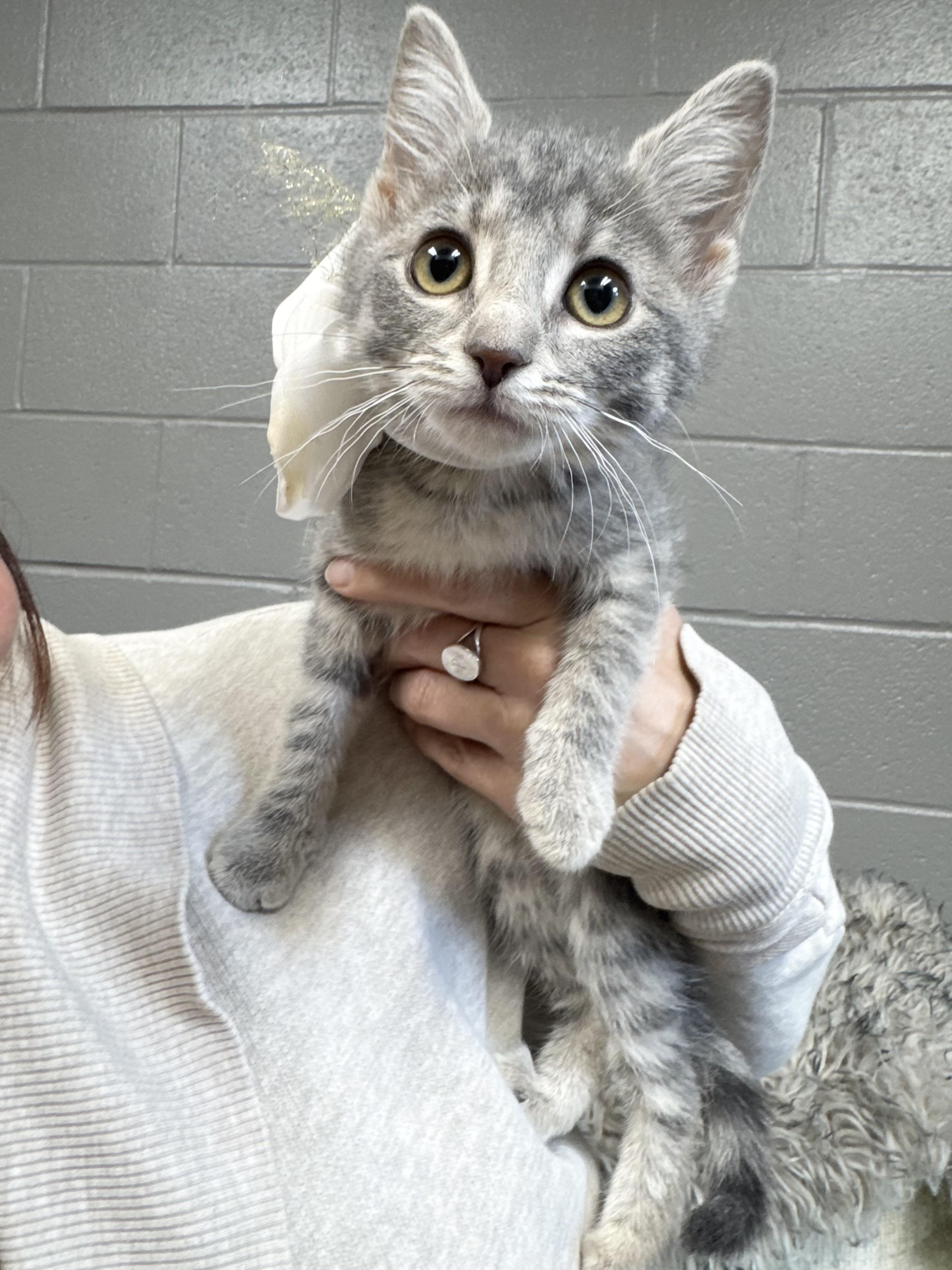 Snuggly Brooklyn, a ADOPTABLE mixed breed in West Hartford , CT image 4/4
