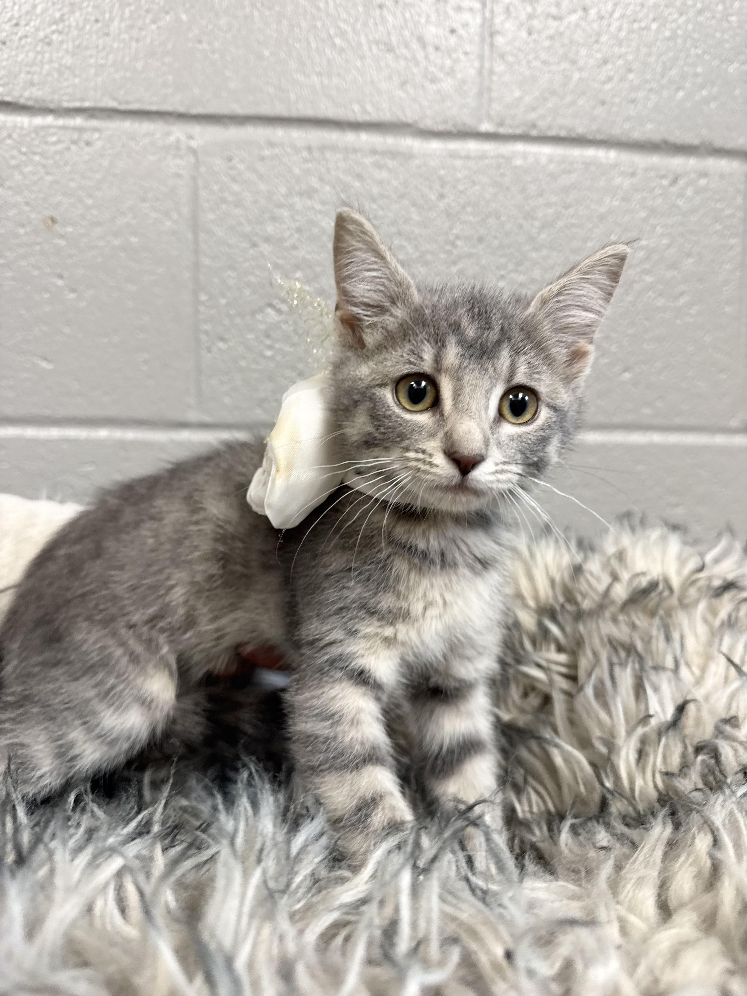Snuggly Brooklyn, ADOPTABLE, Kitten Female Tabby & Domestic Short Hair.