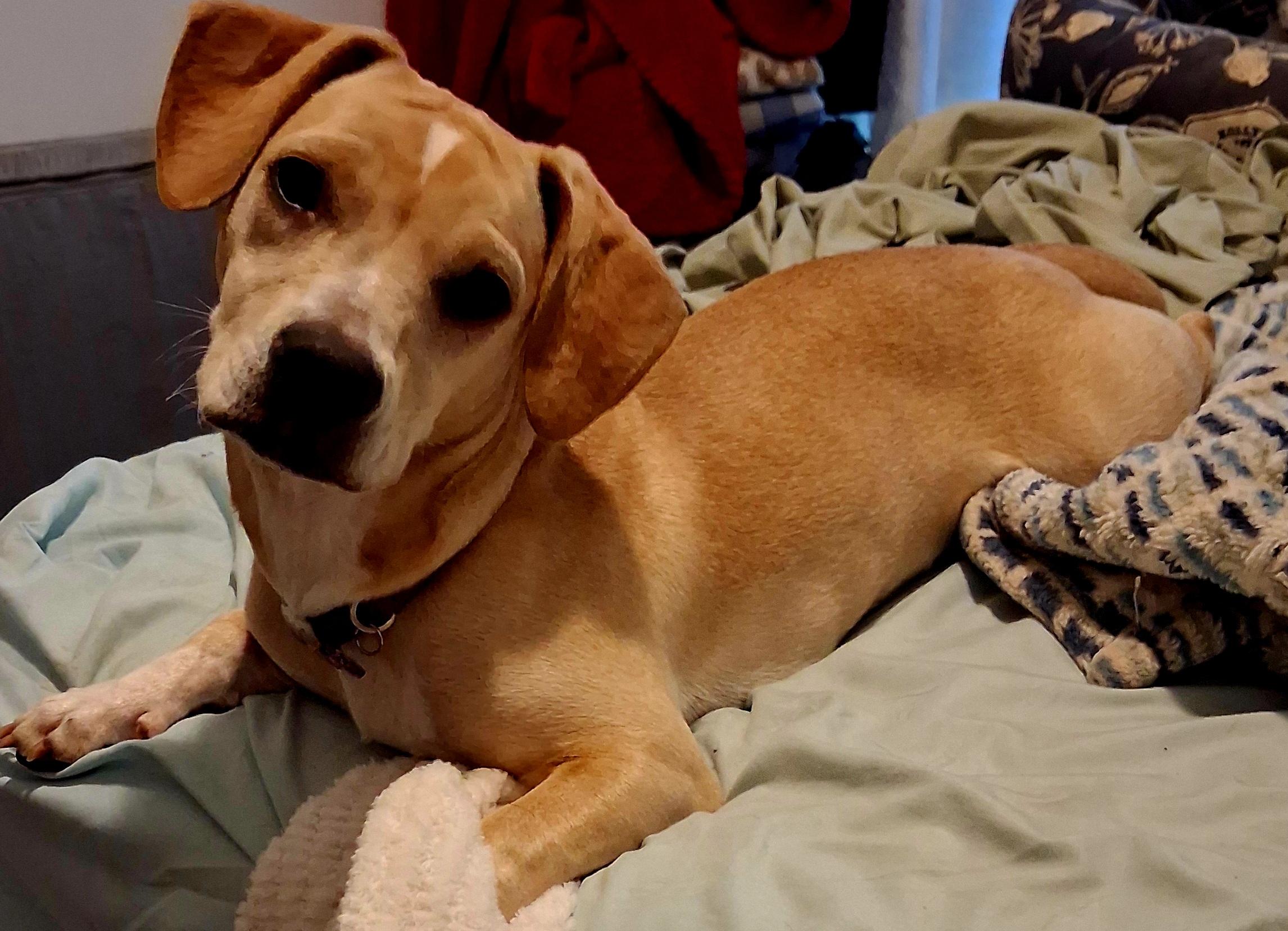 Enlarge Dina, a Adoptable mixed breed in Mooresville, NC image 2/4