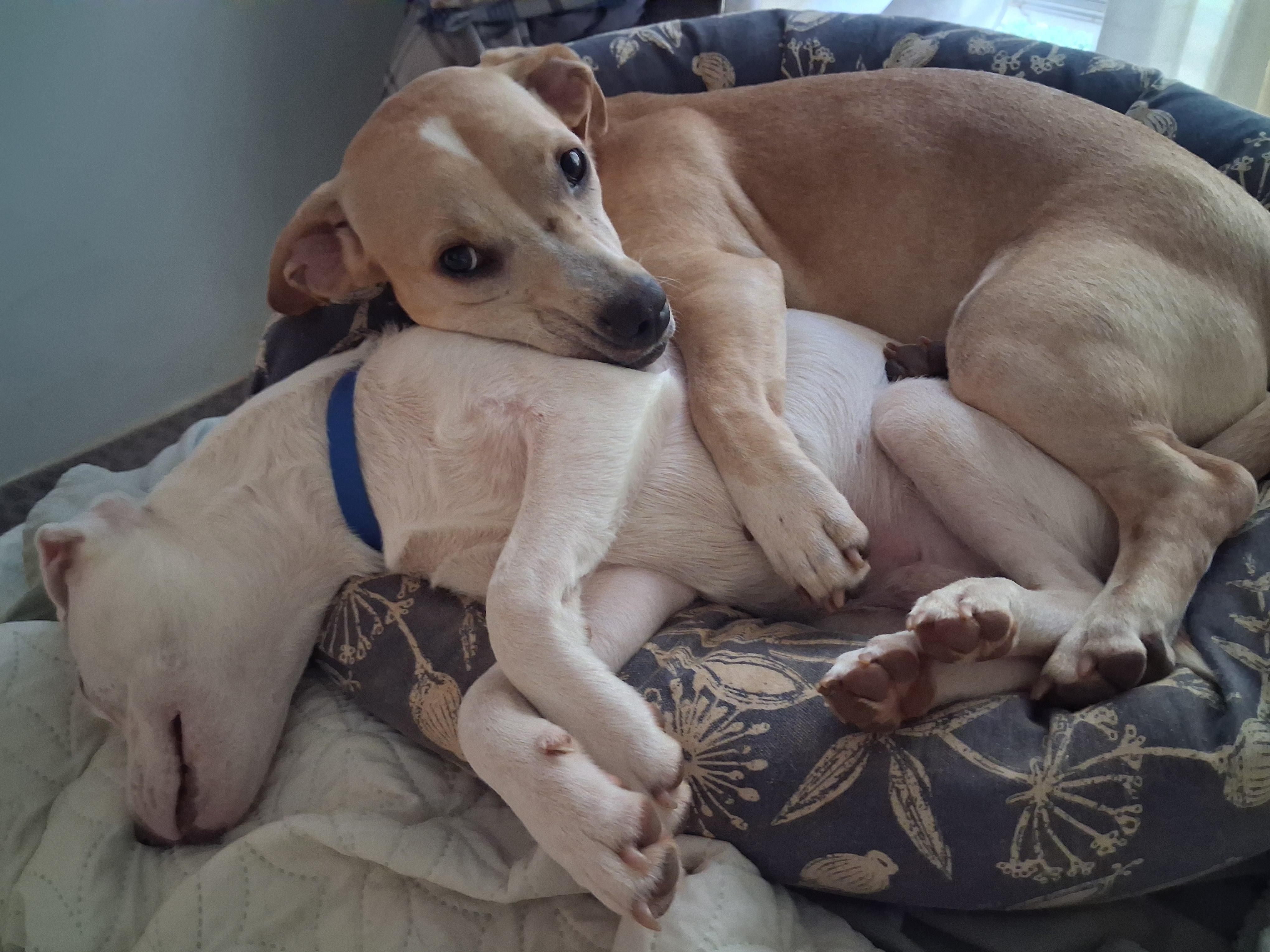 Dina, Adoptable, Young Female Chihuahua & Boxer.