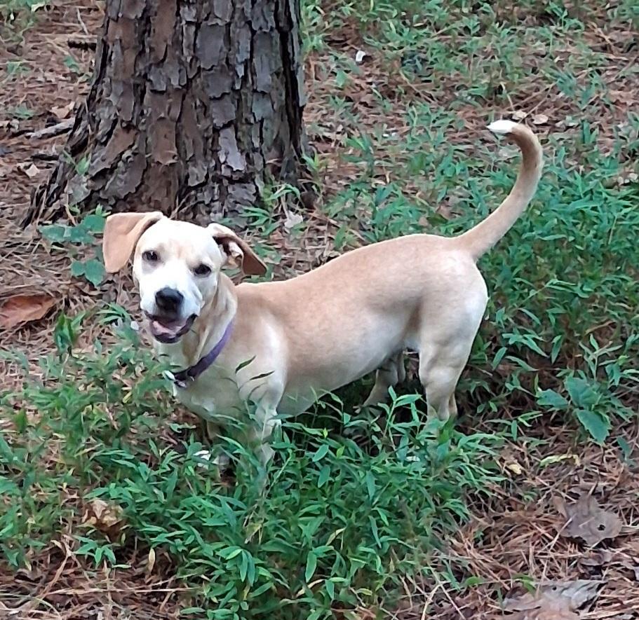 Enlarge Dina, a Adoptable mixed breed in Mooresville, NC image 3/4