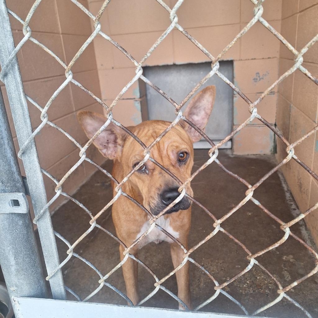 Rose, Adoptable, Young Female Pit Bull Terrier & Cattle Dog.