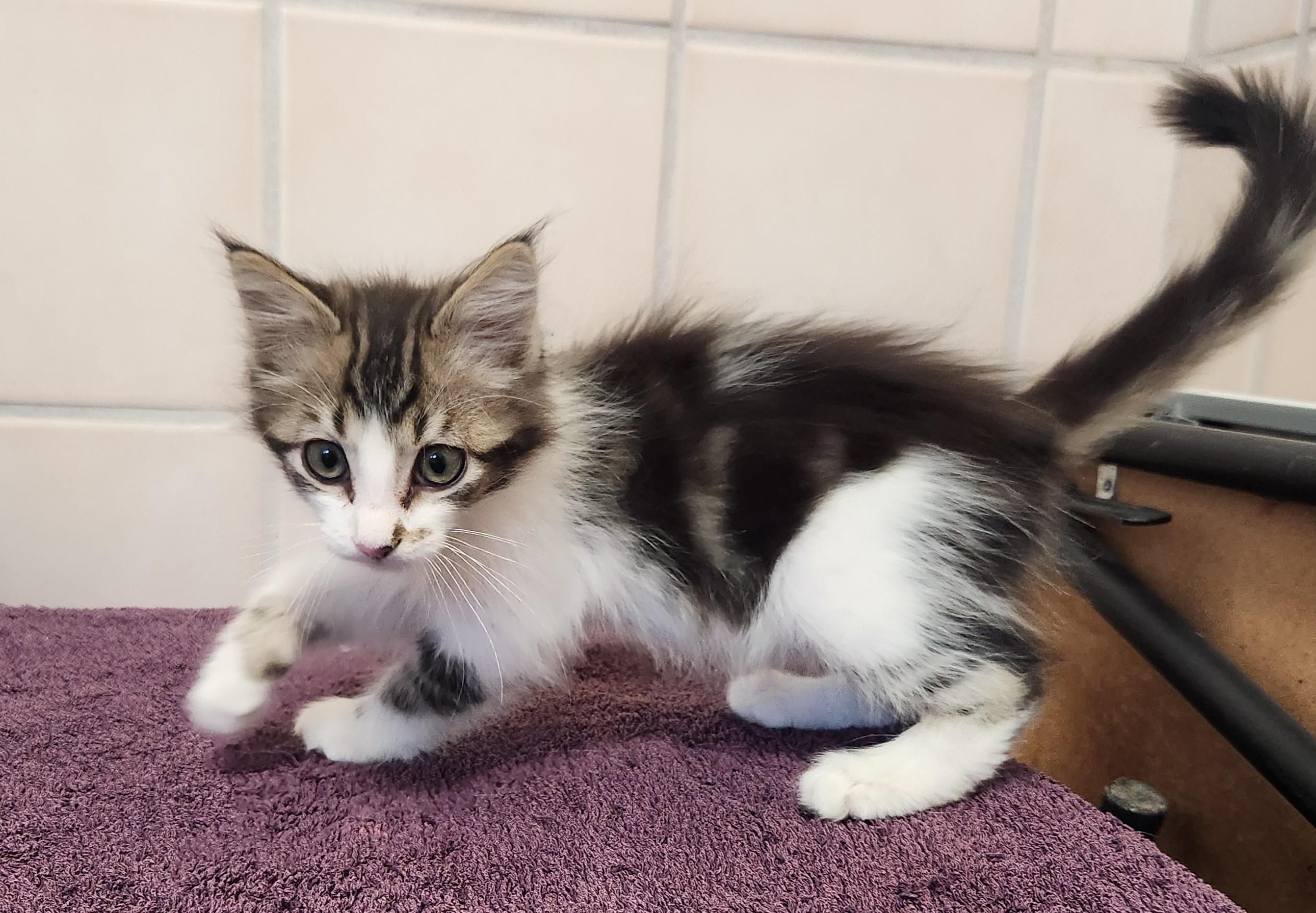 Deano, Young Male Domestic Medium Hair