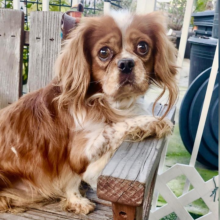 Enlarge Mash, a ADOPTABLE Cavalier King Charles Spaniel in Torrance, CA image 1/2