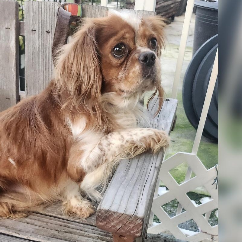 Enlarge Mash, a ADOPTABLE Cavalier King Charles Spaniel in Torrance, CA image 2/2