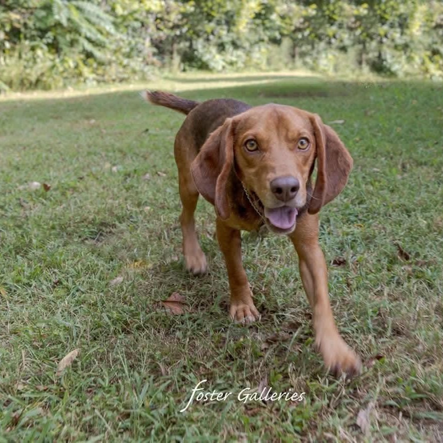 Enlarge Wallace, a Adoptable mixed breed in Spring Hill, TN image 5/5