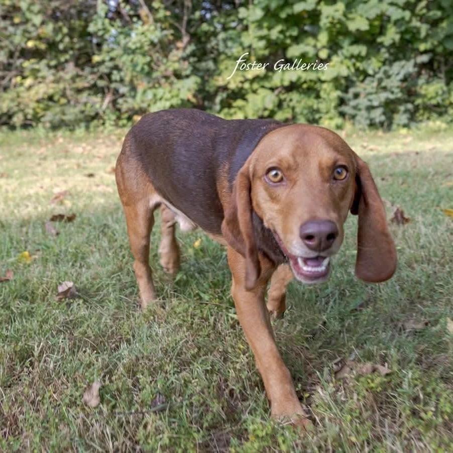 Enlarge Wallace, a Adoptable mixed breed in Spring Hill, TN image 3/5