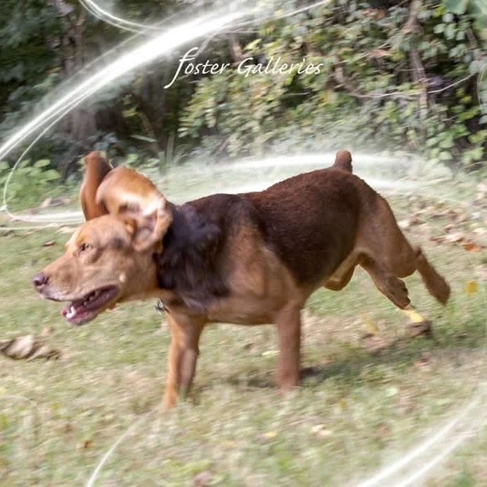 Enlarge Wallace, a Adoptable mixed breed in Spring Hill, TN image 4/5
