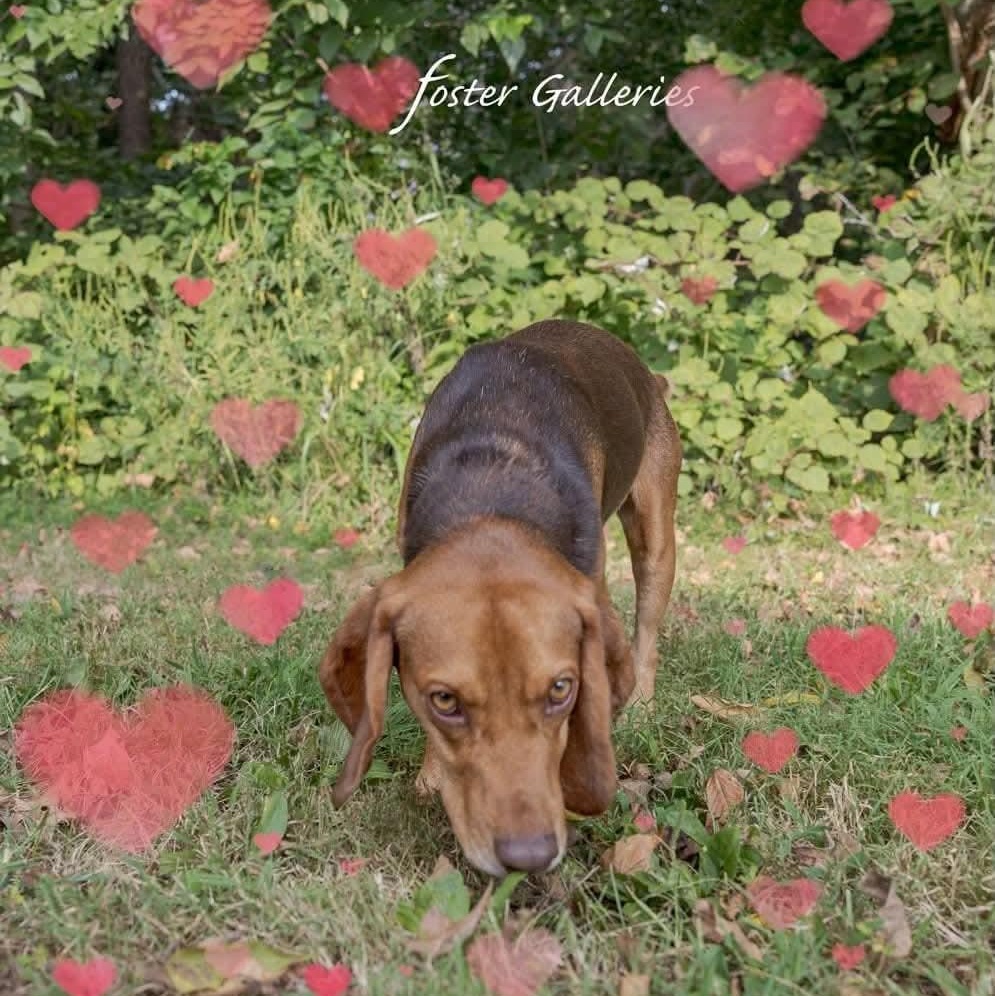 Enlarge Wallace, a Adoptable mixed breed in Spring Hill, TN image 2/5