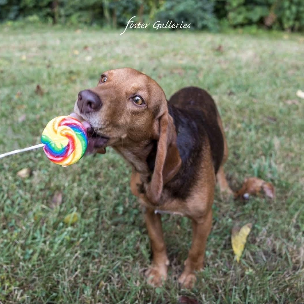Wallace, Adoptable, Young Male Beagle & Coonhound.