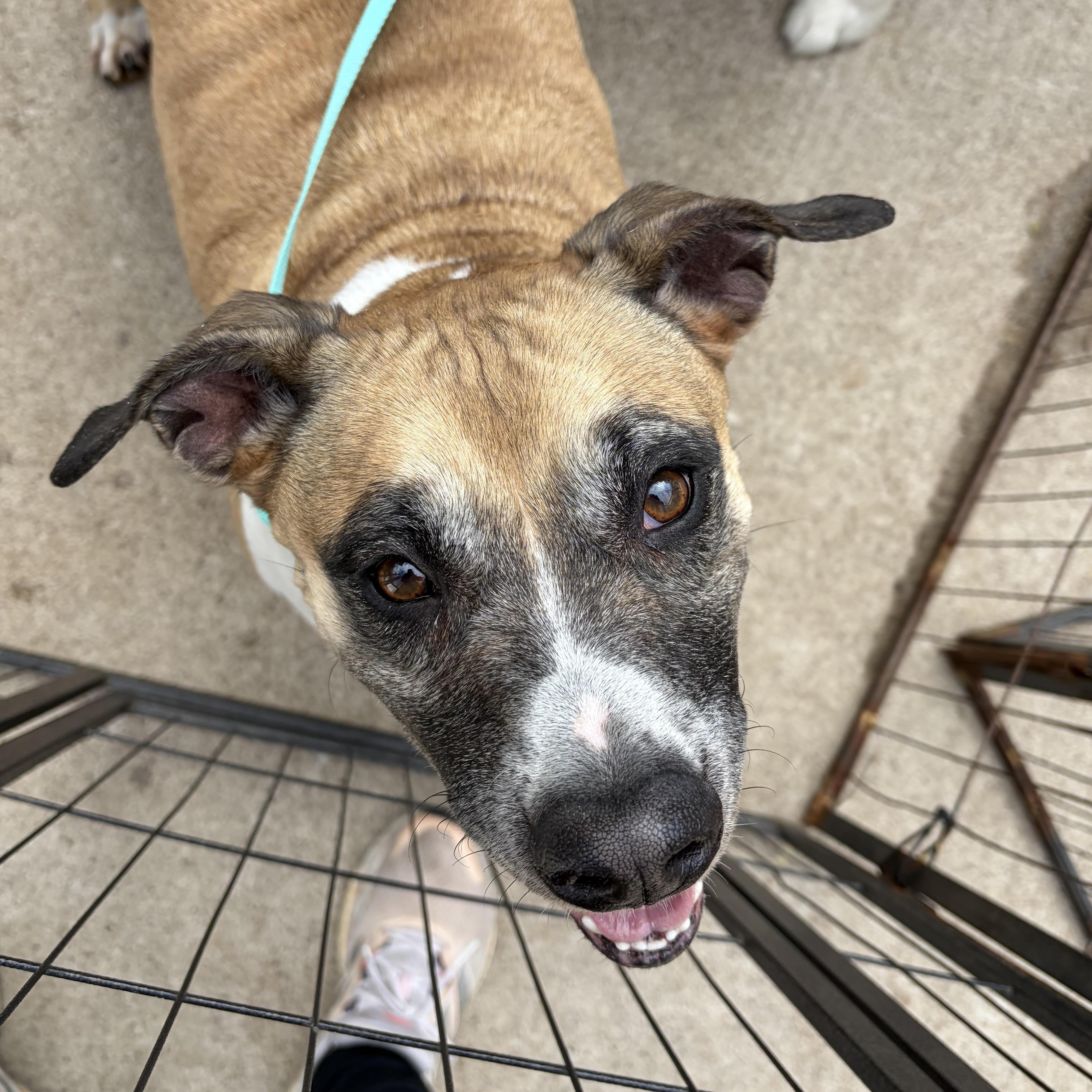Patricia, an adopted mixed breed in Lemont, IL image 2/3