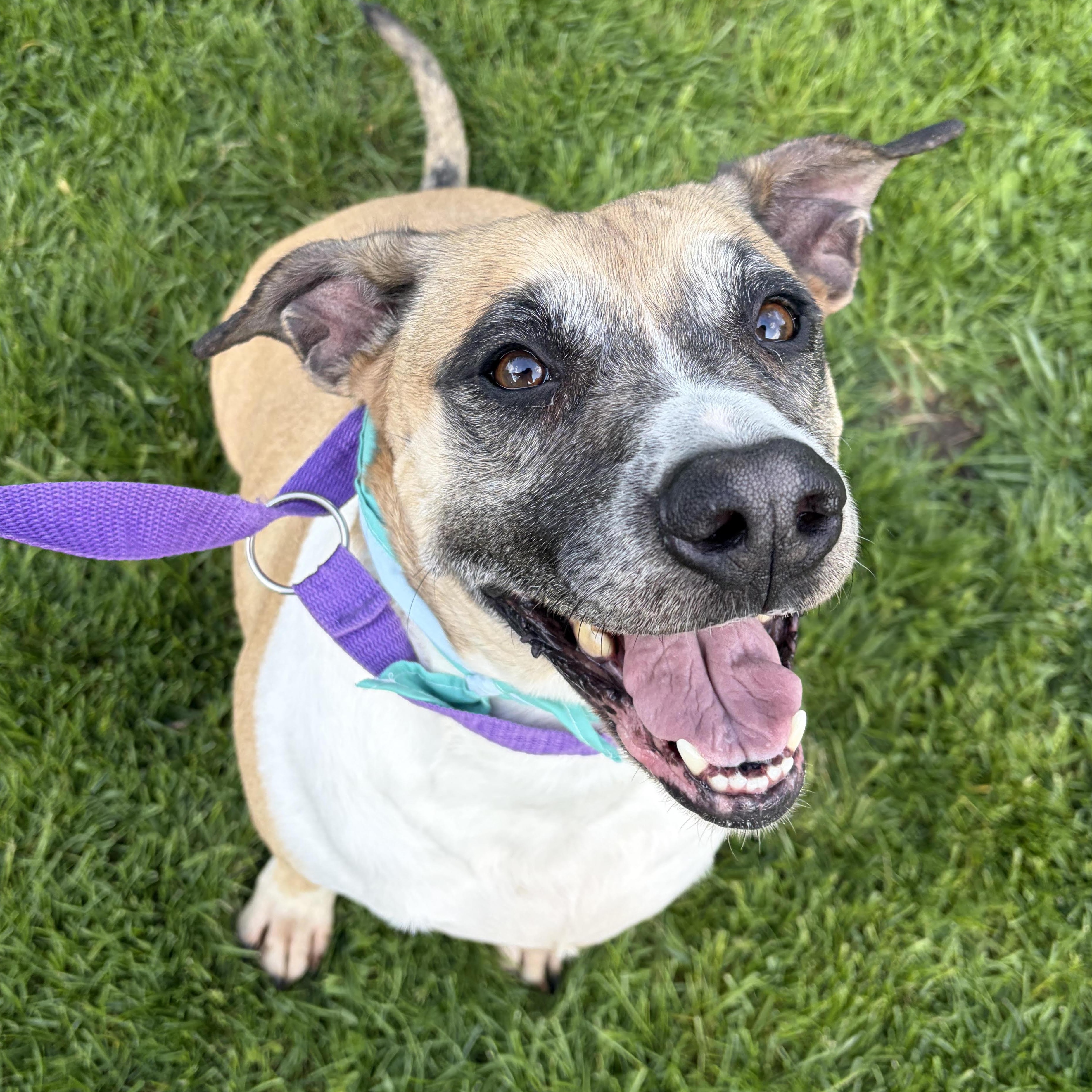 Patricia, adopted, Senior Female Boxer.