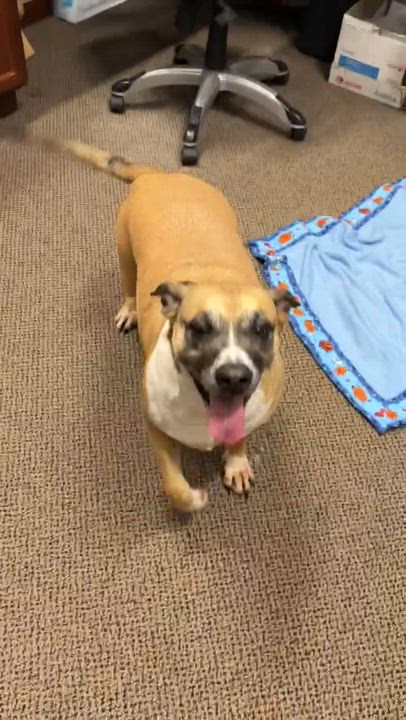 Enlarge Patricia, an adopted mixed breed in Lemont, IL video 3/3