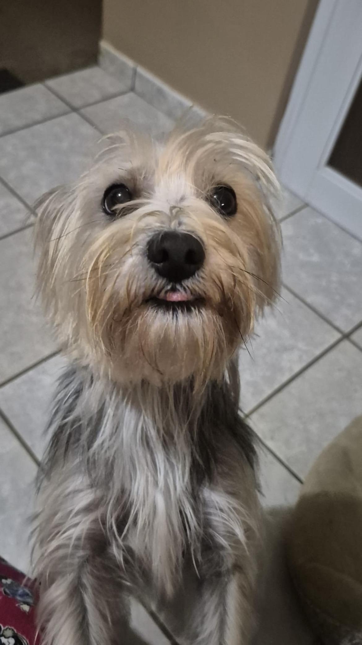 Lulita , adopted, Young Female Silky Terrier.
