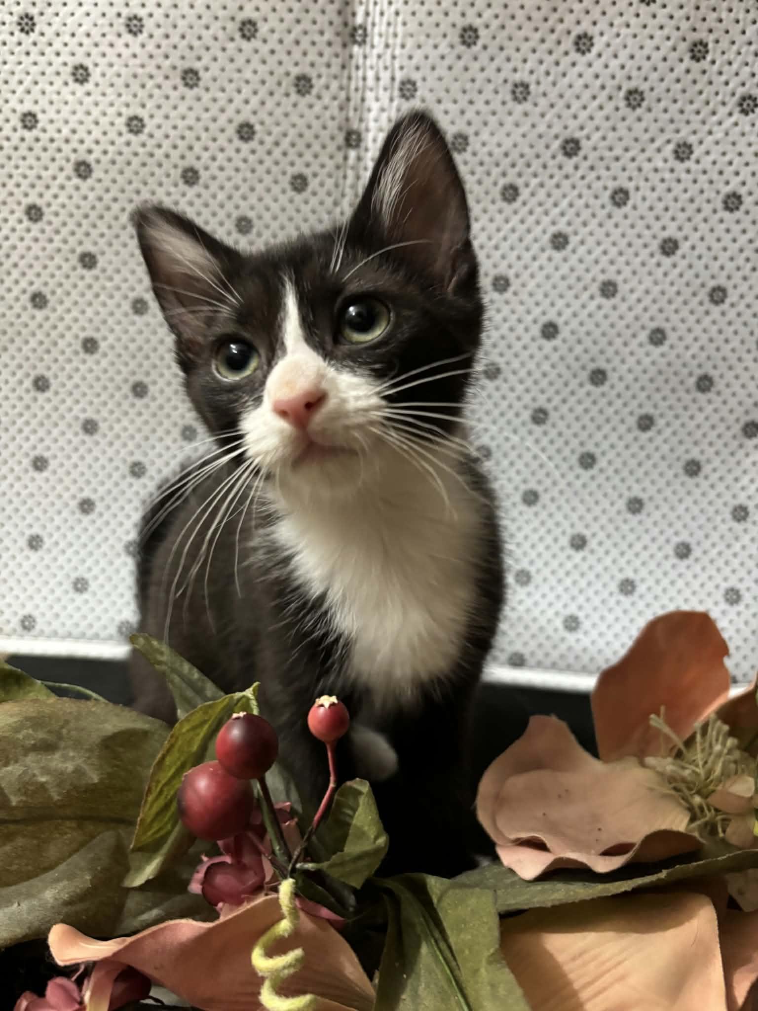 Geraldine, Adoptable, Kitten Female Domestic Short Hair.
