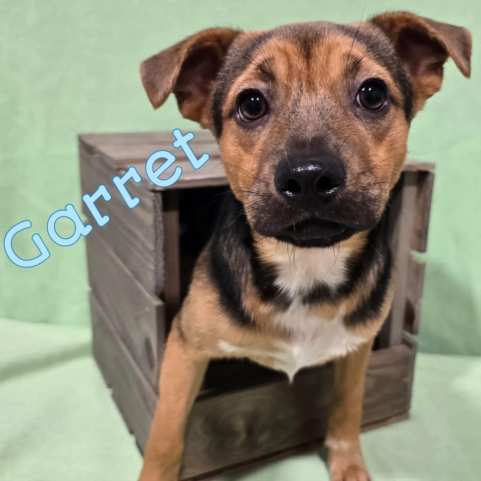 Garrett, Baby Male Mixed Breed