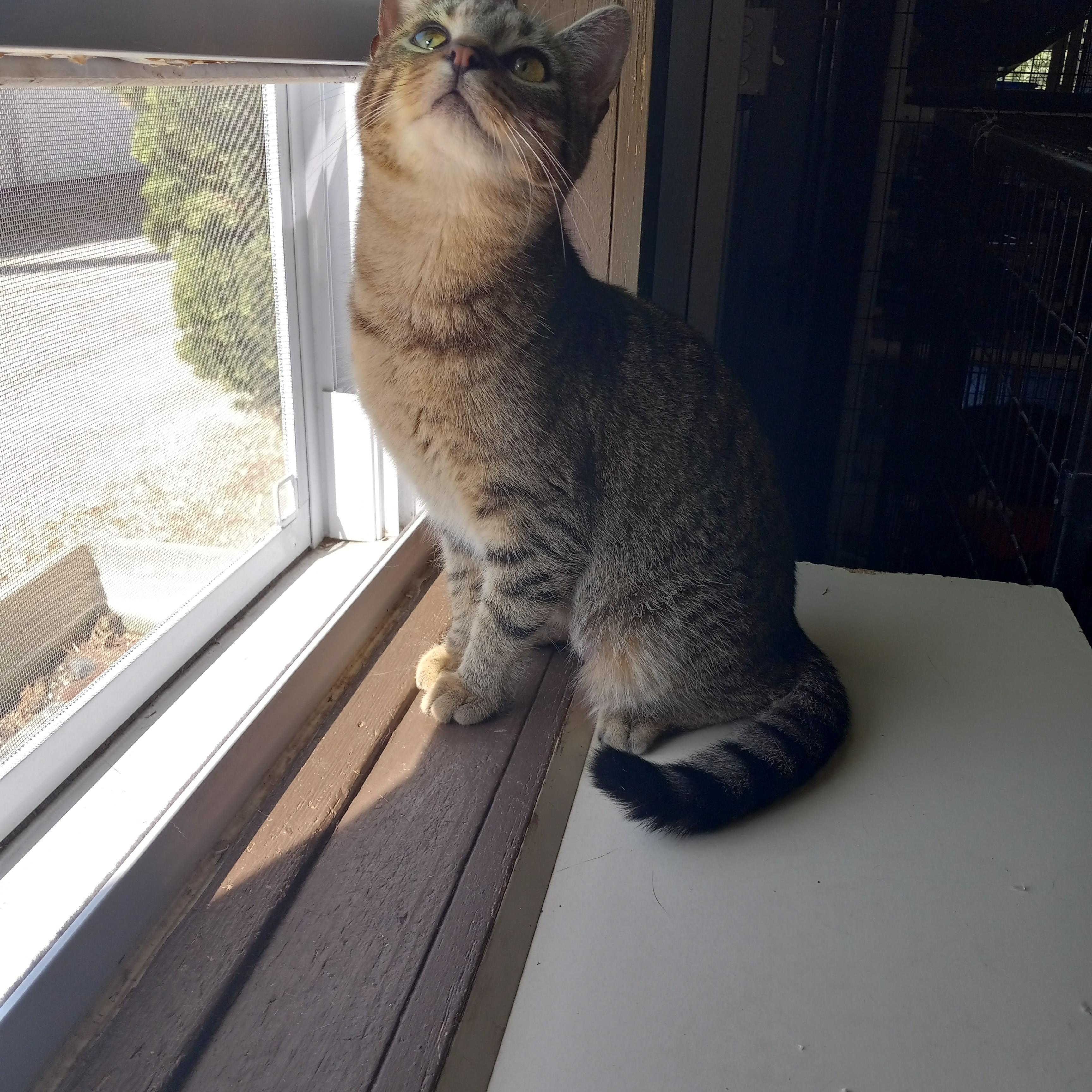 Enlarge Princess, a Adoptable Domestic Short Hair in Iowa Falls, IA image 3/4