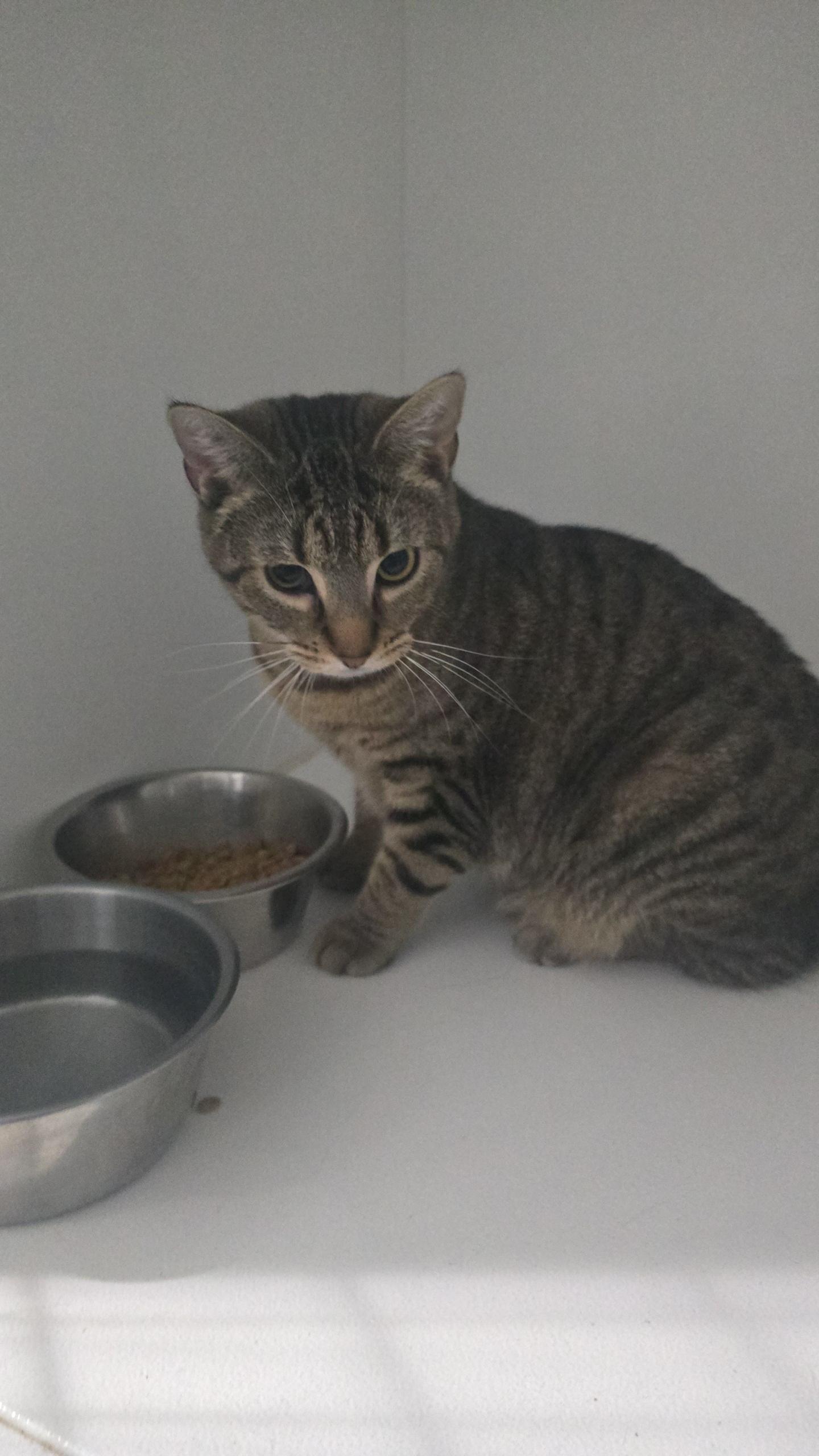 Enlarge Princess, a Adoptable Domestic Short Hair in Iowa Falls, IA image 1/4