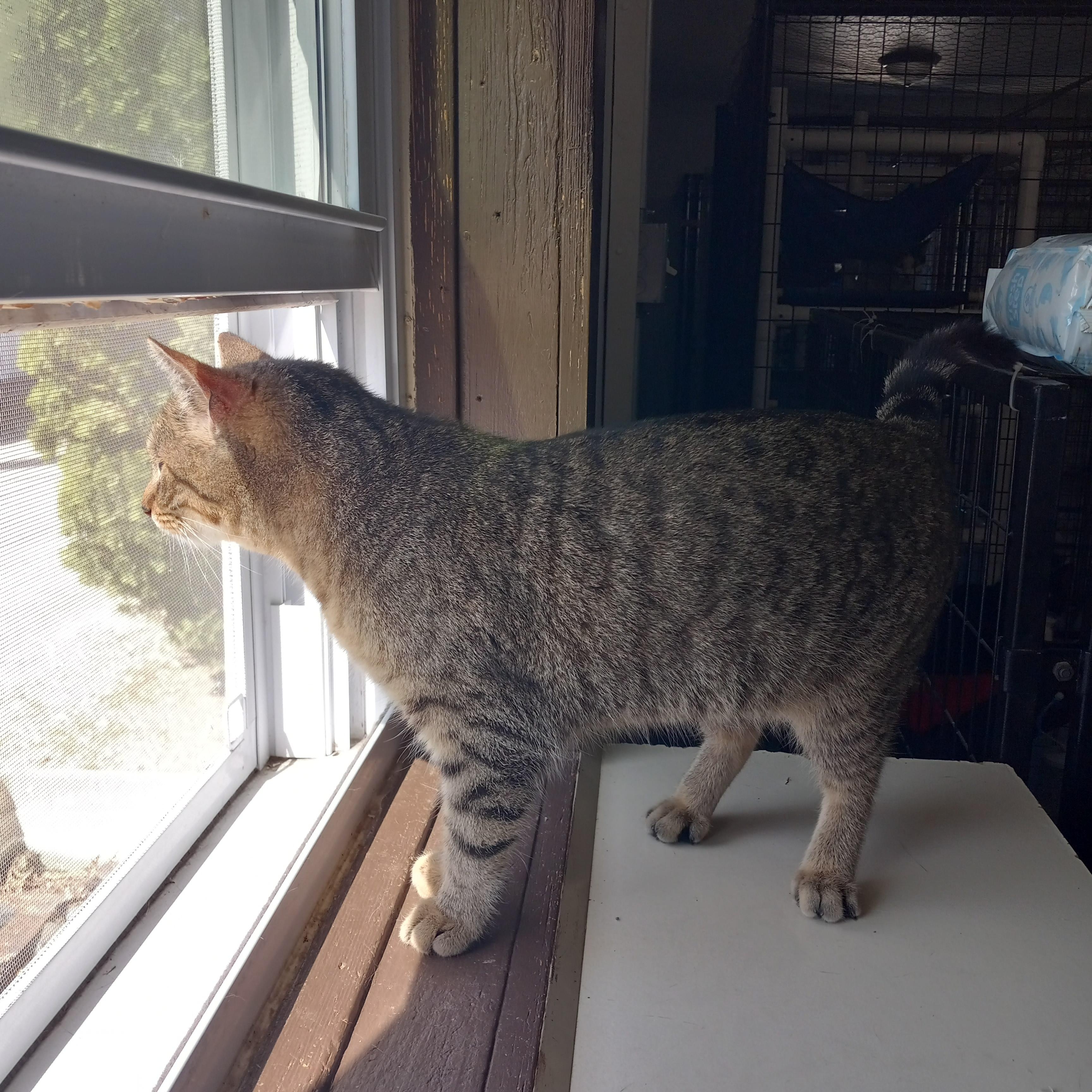 Enlarge Princess, a Adoptable Domestic Short Hair in Iowa Falls, IA image 4/4