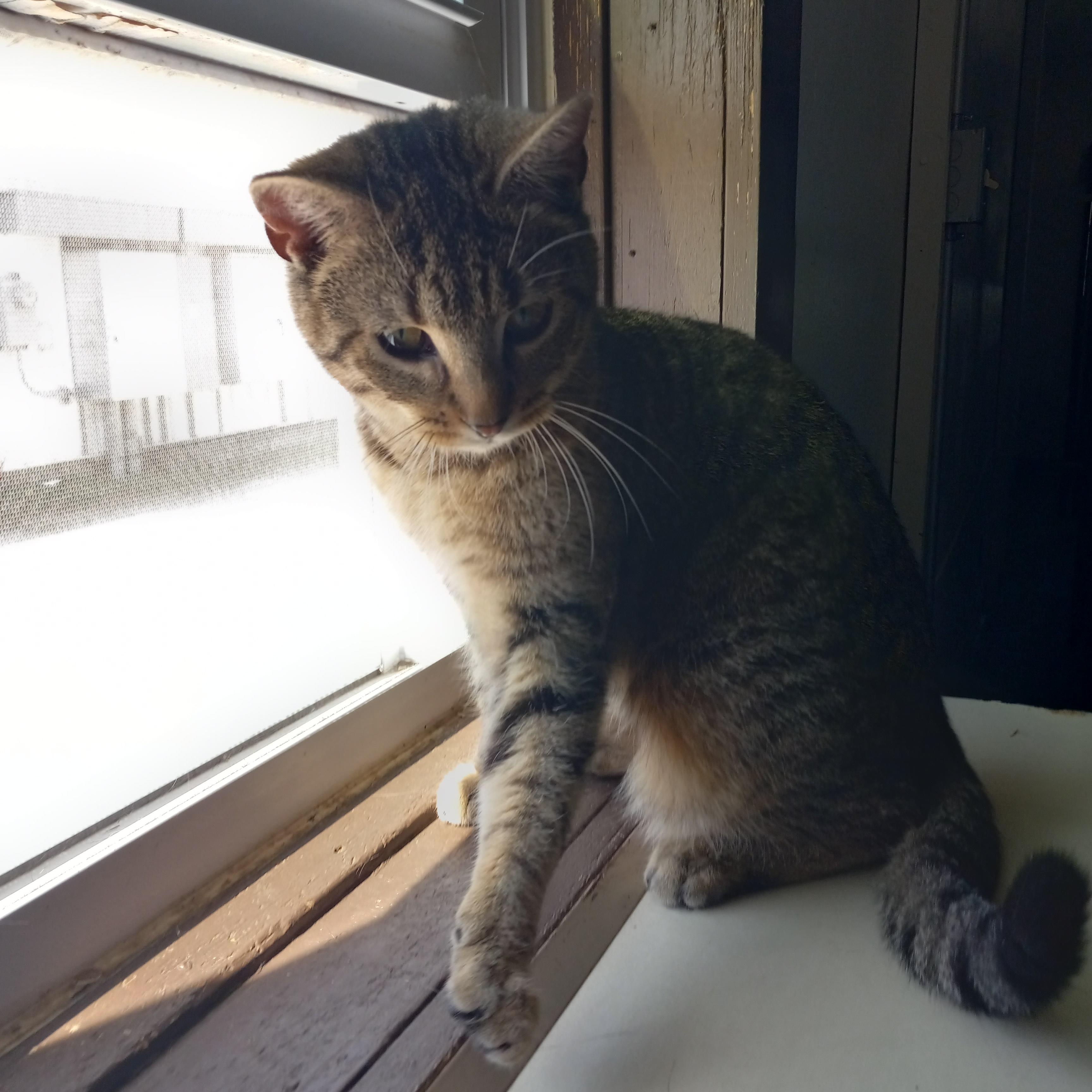 Enlarge Princess, a Adoptable Domestic Short Hair in Iowa Falls, IA image 2/4