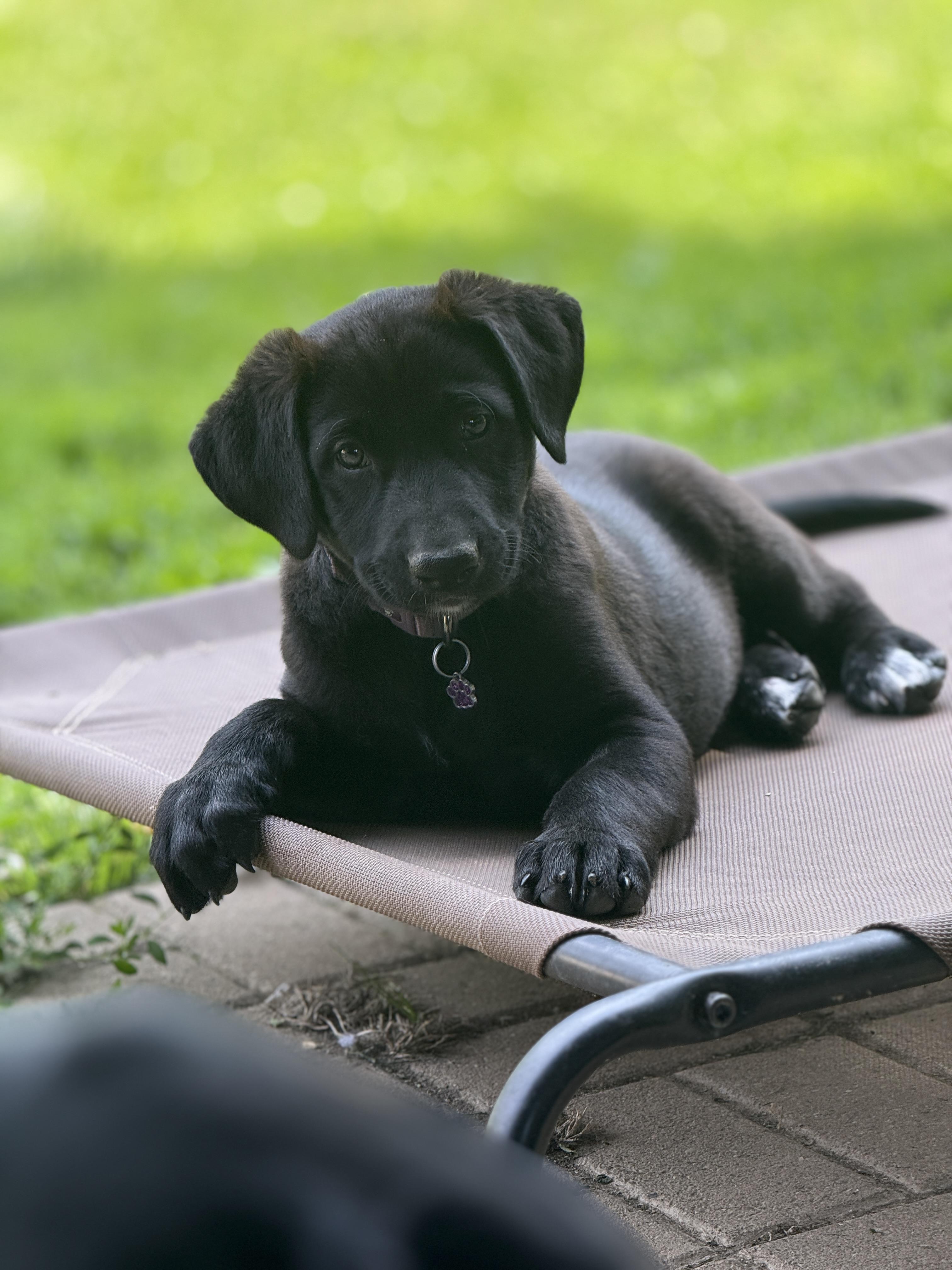 Ruby, an adopted mixed breed in Jeffersonville, IN image 4/5