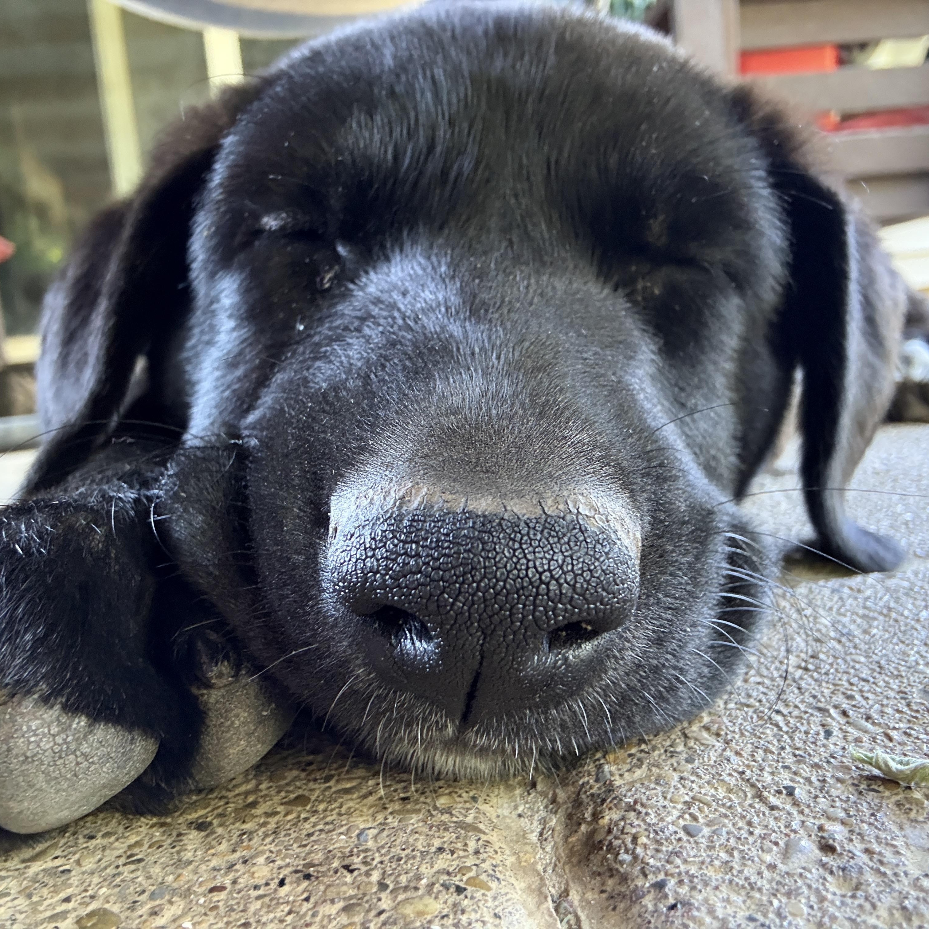 Ruby, an adopted mixed breed in Jeffersonville, IN image 5/5