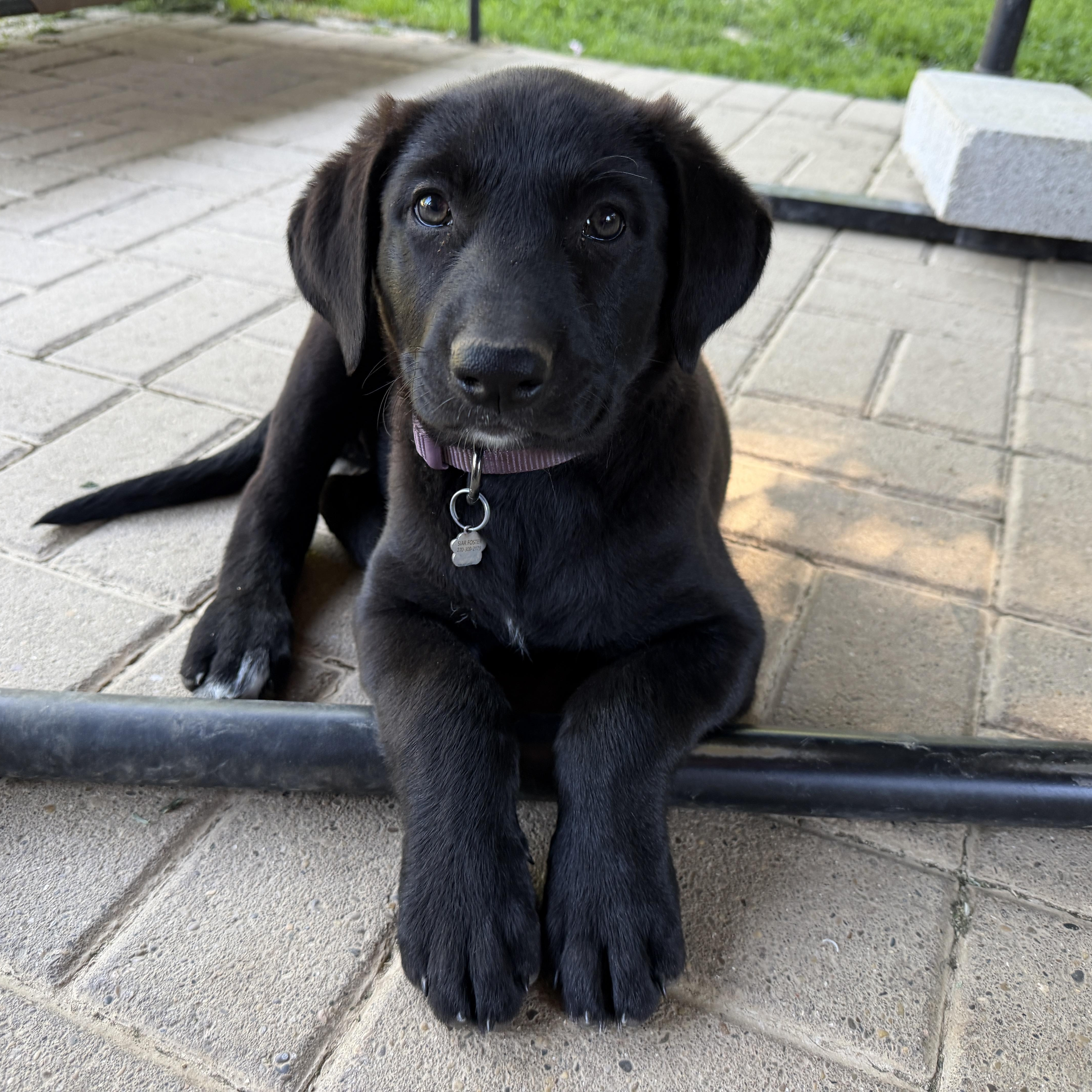 Ruby, adopted, Puppy Female German Shepherd Dog & Labrador Retriever.