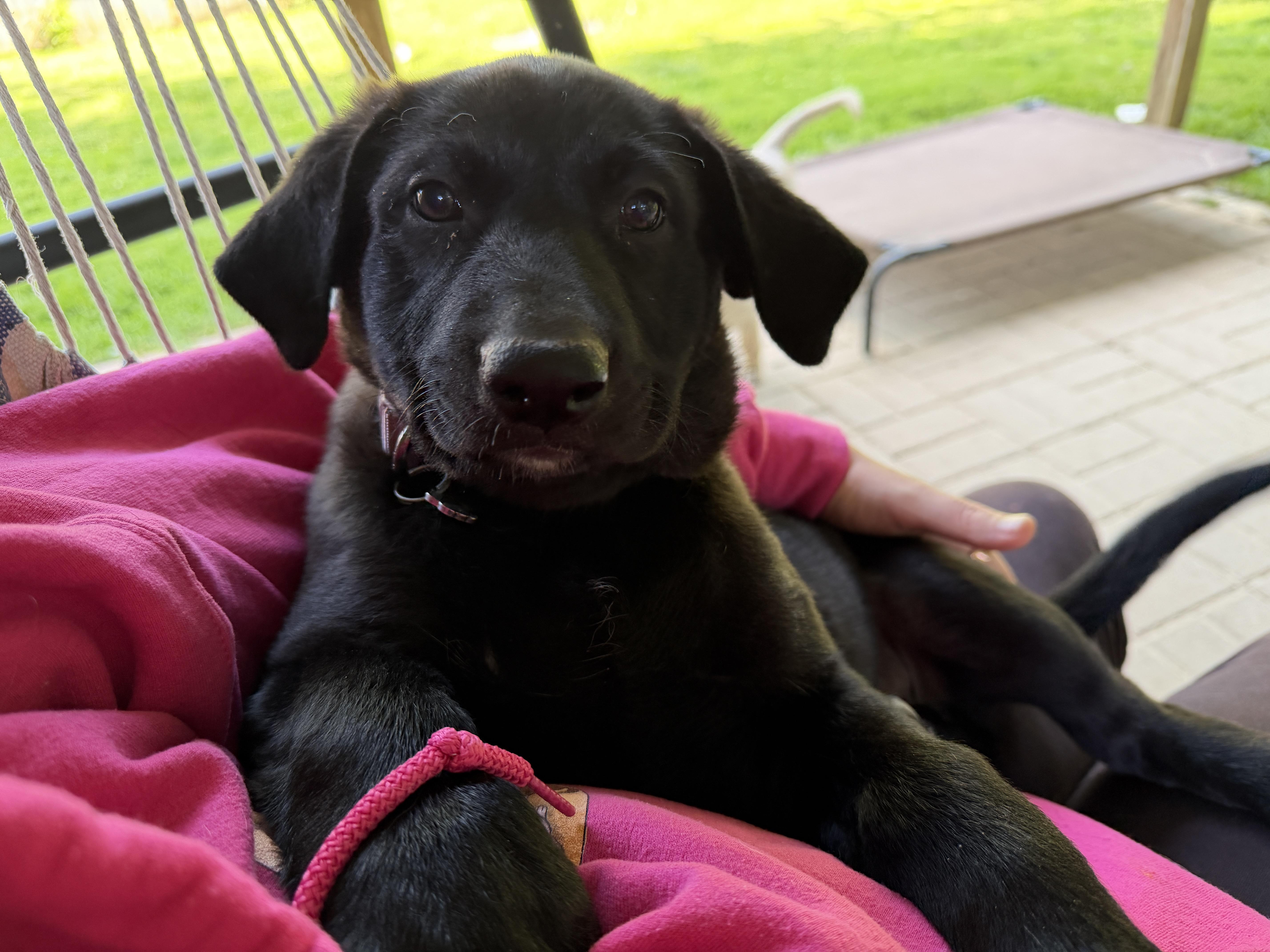 Ruby, an adopted mixed breed in Jeffersonville, IN image 3/5