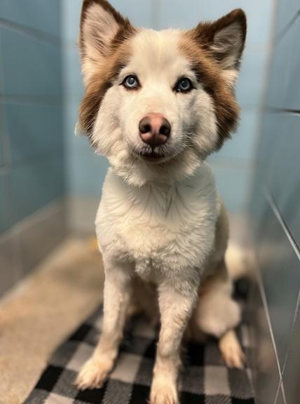 FAWN, Adoptable, Adult Female Siberian Husky & Mixed Breed.