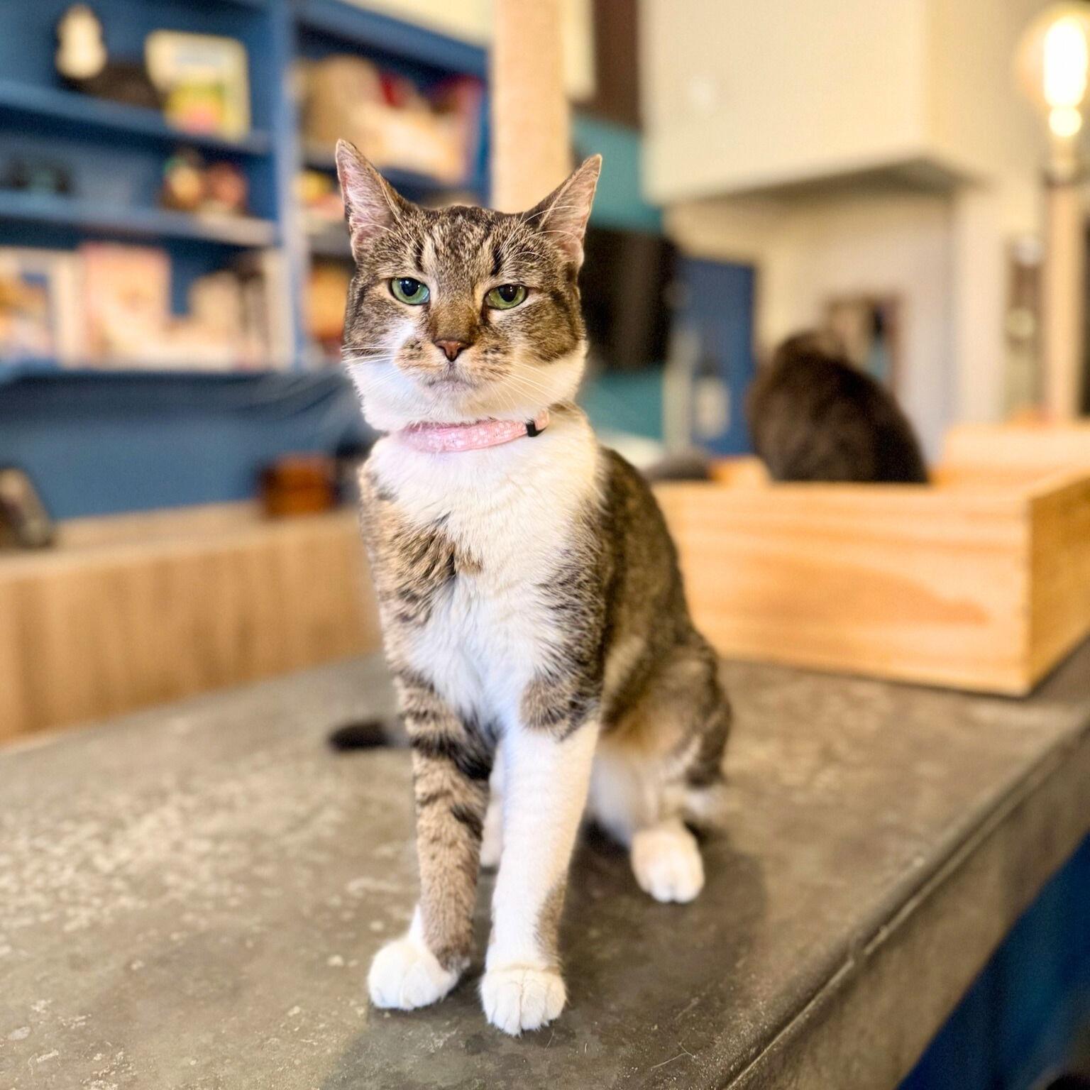 Terabithia, Adoptable, Adult Female Domestic Short Hair.