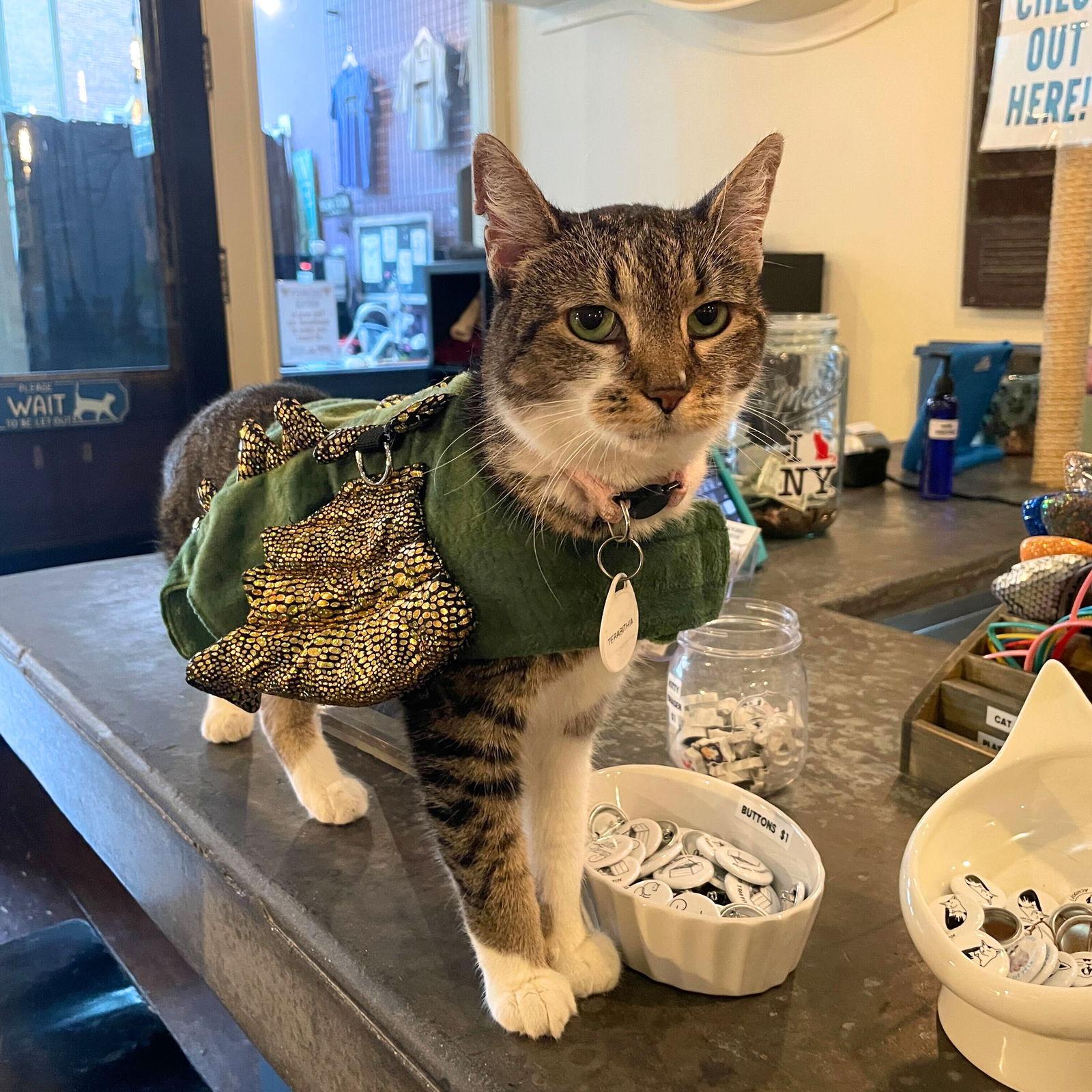 Terabithia, Adoptable, Adult Female Domestic Short Hair.