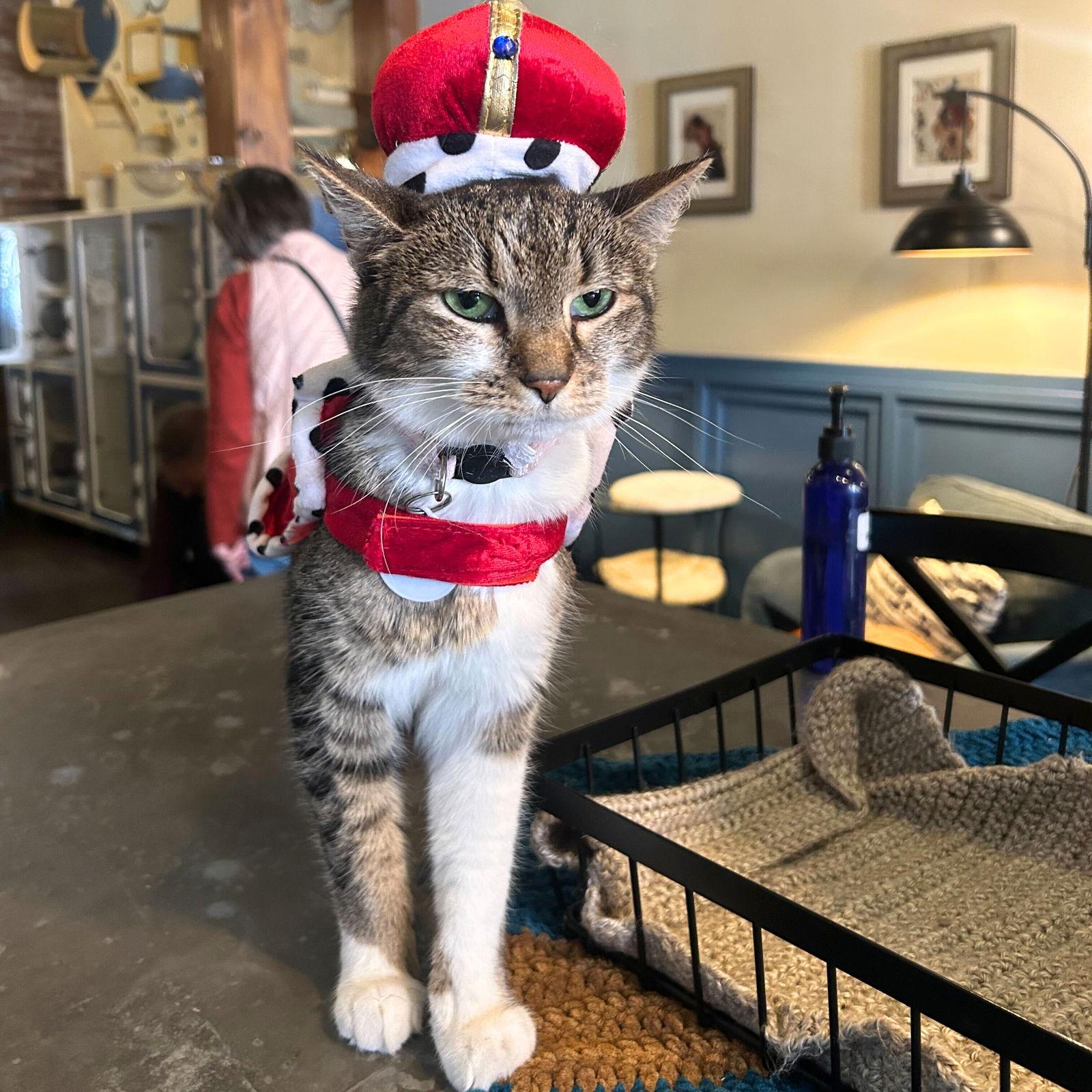 Terabithia, a Adoptable Domestic Short Hair in Brooklyn, NY image 3/3