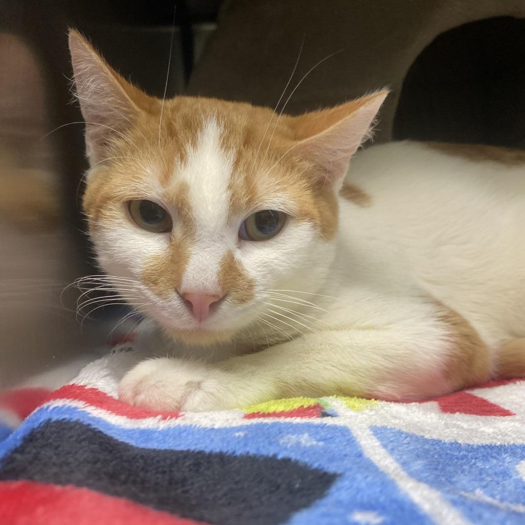 Nintendo 64, Adoptable, Young Male Domestic Short Hair.