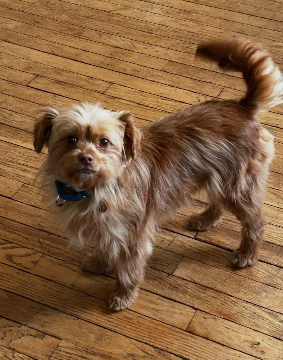 Enlarge Indy, a ADOPTABLE mixed breed in Jefferson City, MO image 2/4