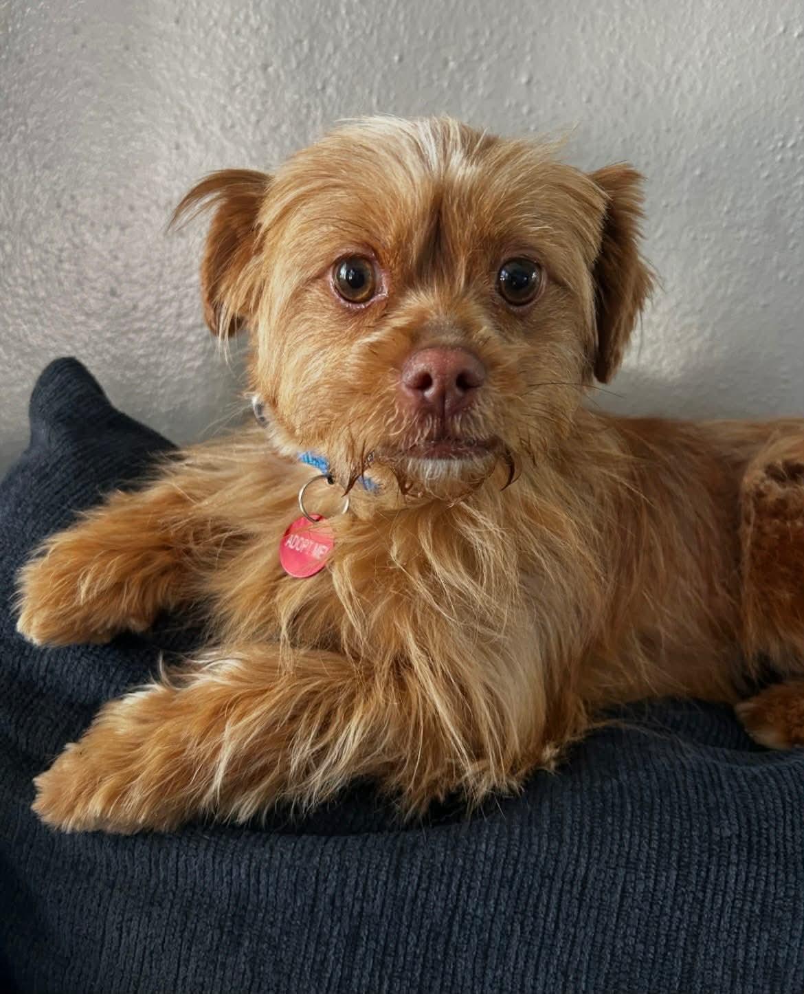 Enlarge Indy, a ADOPTABLE mixed breed in Jefferson City, MO image 3/4