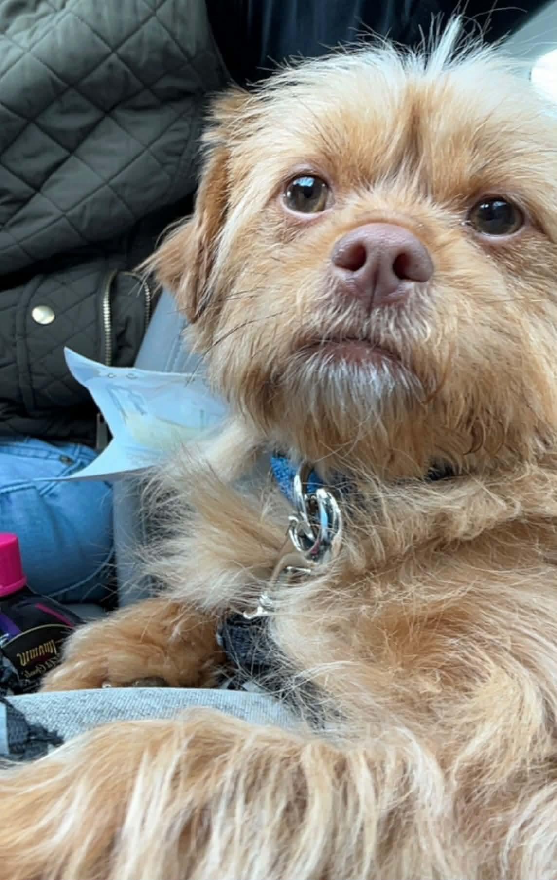 Indy, ADOPTABLE, Young Female Brussels Griffon.