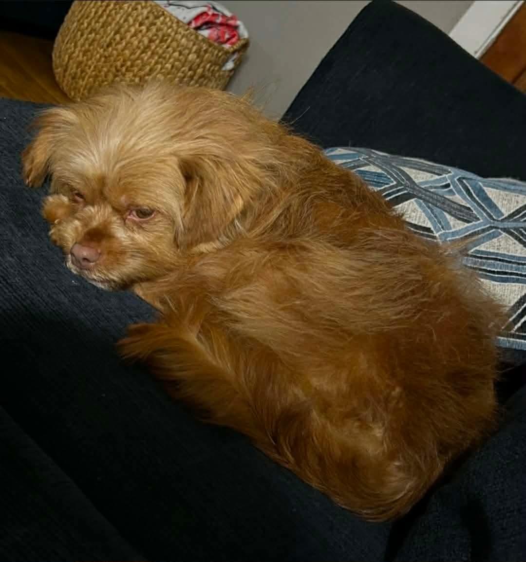 Enlarge Indy, a ADOPTABLE mixed breed in Jefferson City, MO image 4/4