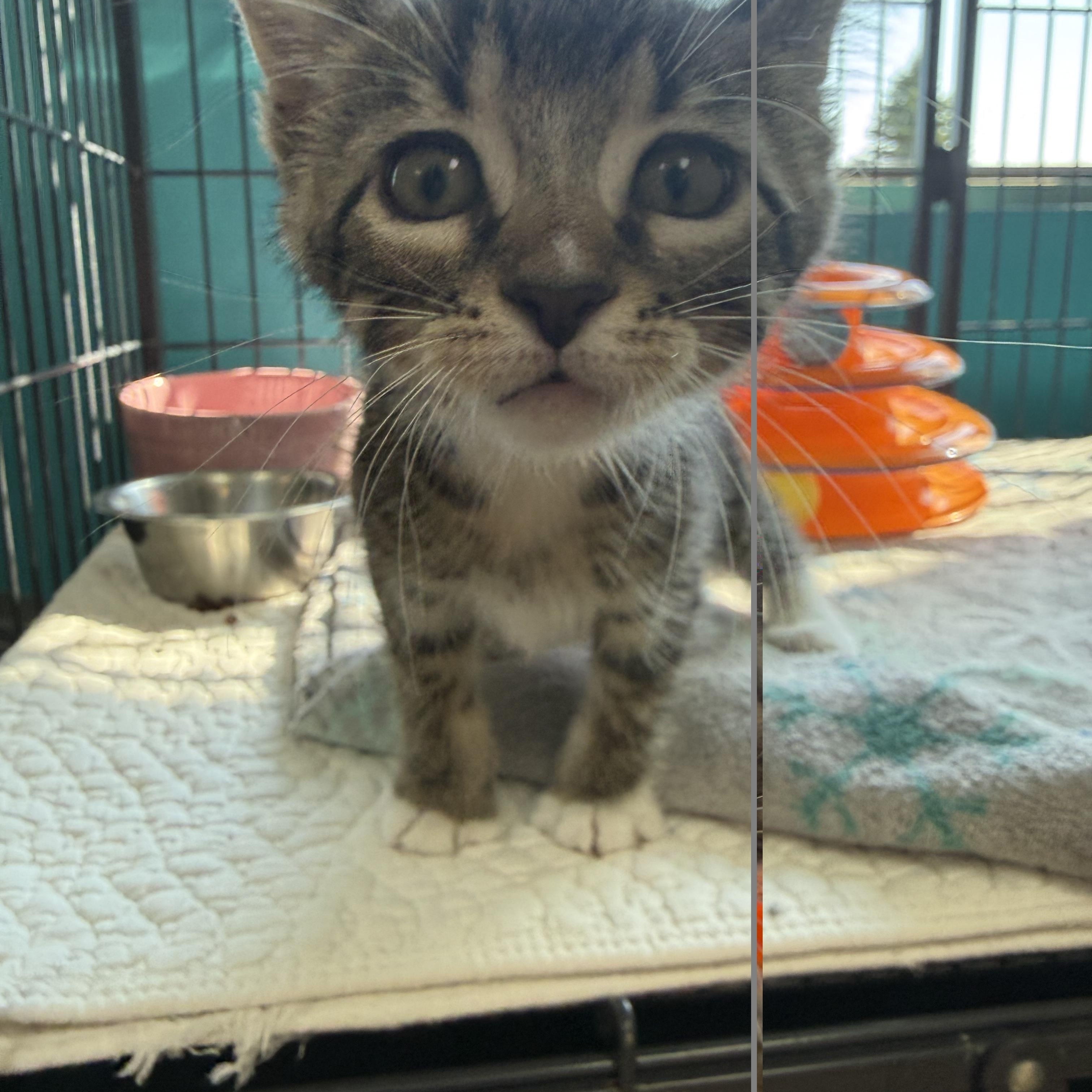 Enlarge Kowboi Kal, an adopted Domestic Short Hair in Brookings, SD image 1/1
