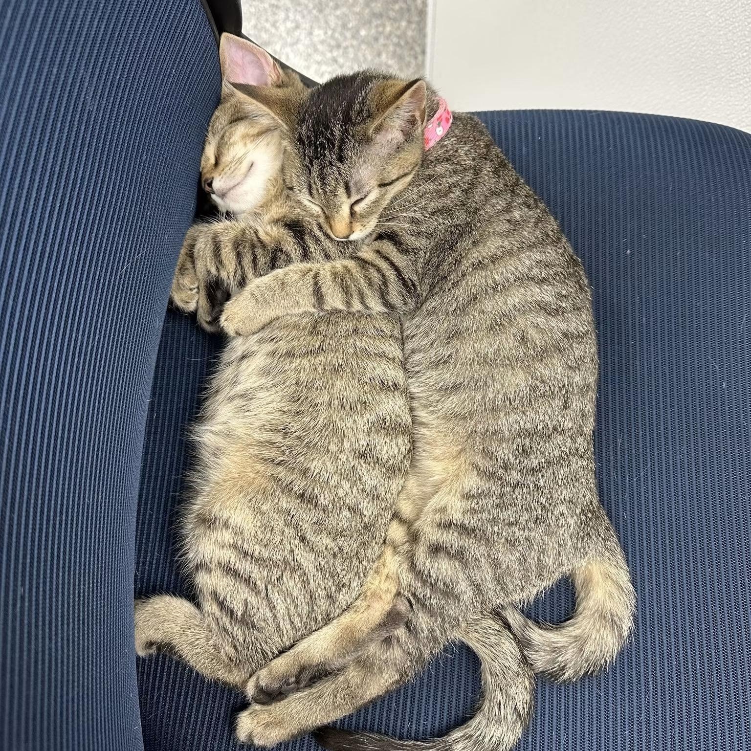 Enlarge Squilliams, a Adoption Pending Tabby in Memphis, TN image 3/6