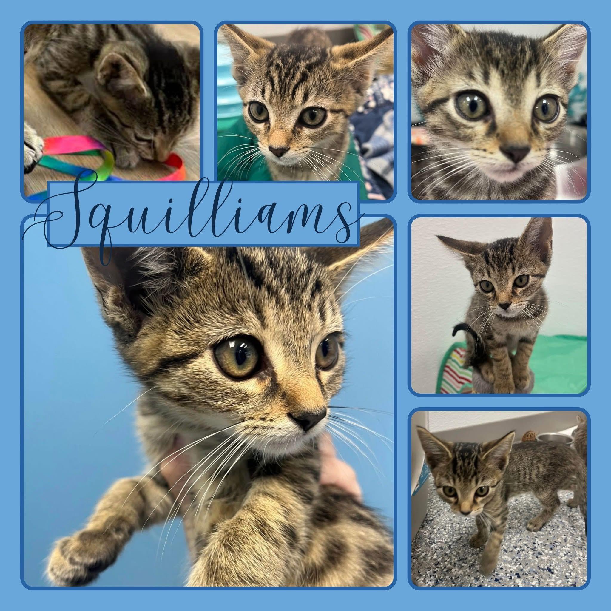 Squilliams, Adoptable, Kitten Male Tabby.