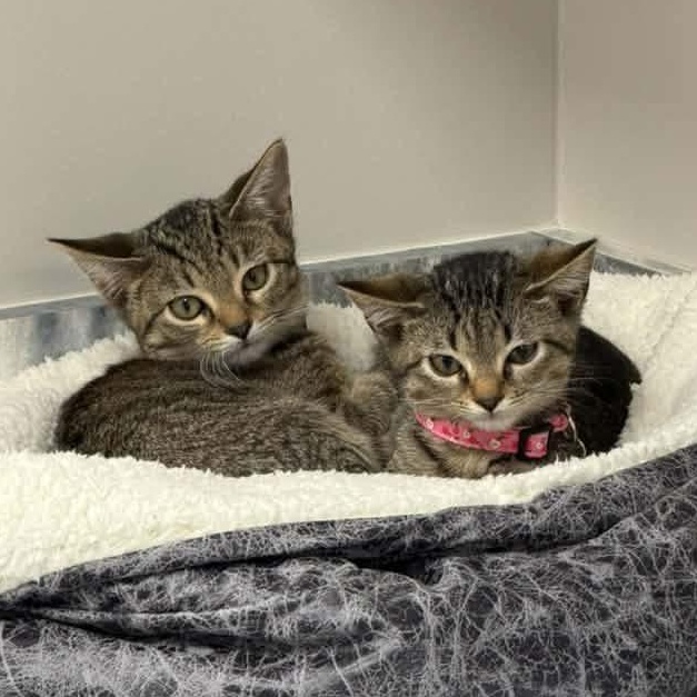 Enlarge Squilliams, a Adoption Pending Tabby in Memphis, TN image 4/6