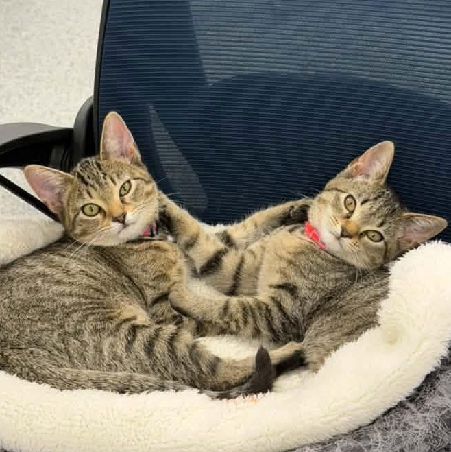 Enlarge Squilliams, a Adoption Pending Tabby in Memphis, TN image 6/6