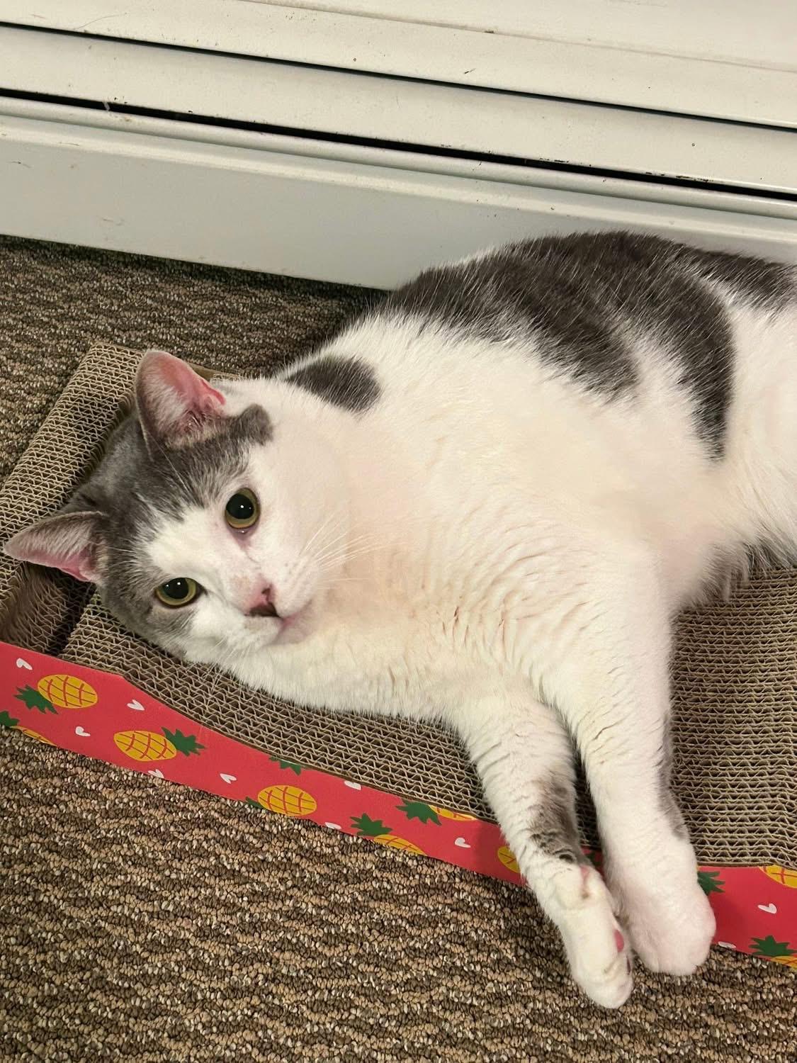 Enlarge Bernadette, a Adoptable Domestic Short Hair in North Babylon, NY image 5/5